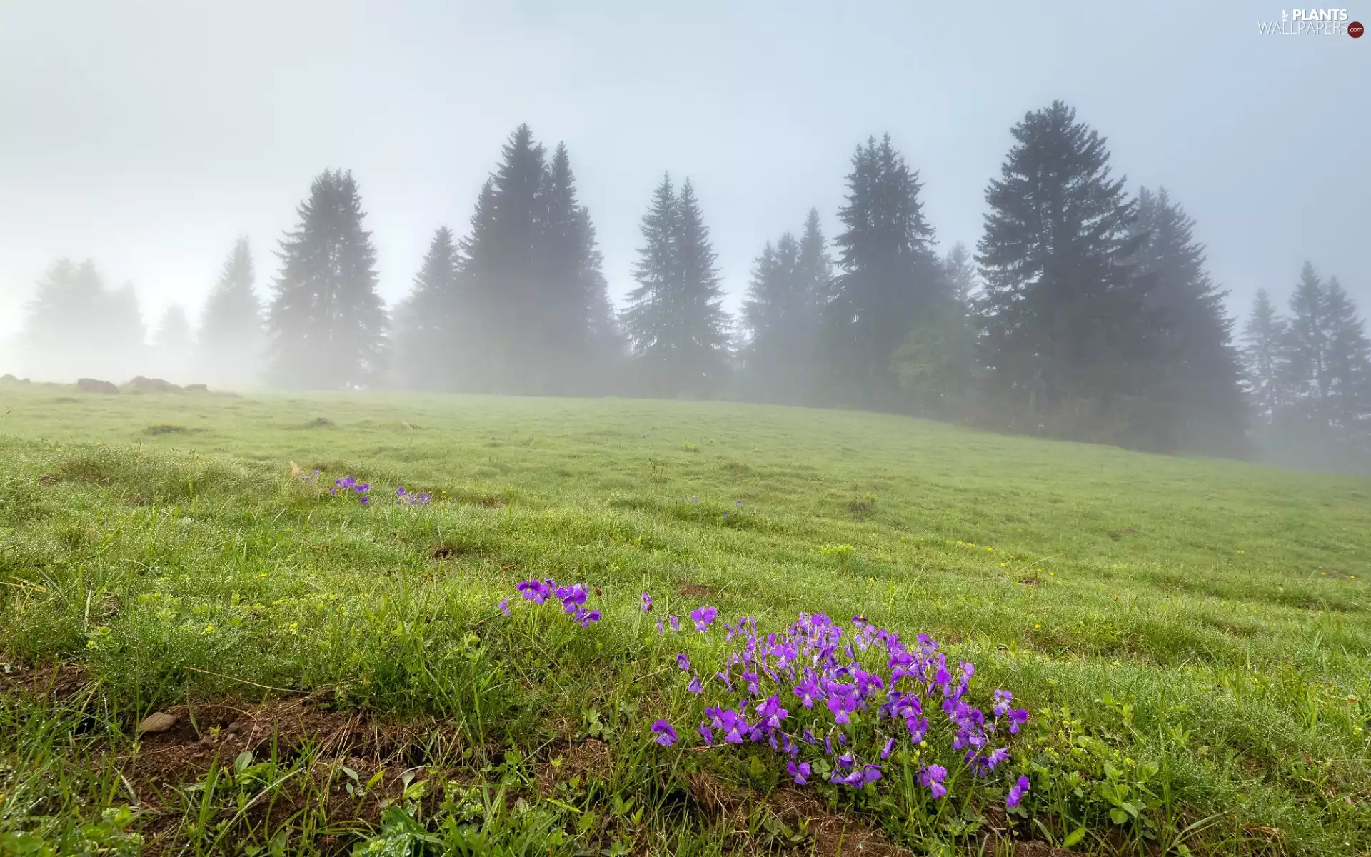 trees, Fog, grass, Flowers, Meadow, viewes, Spring