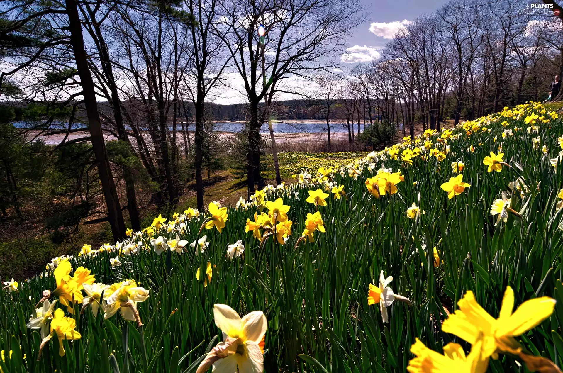 grass, trees, viewes, Flowers