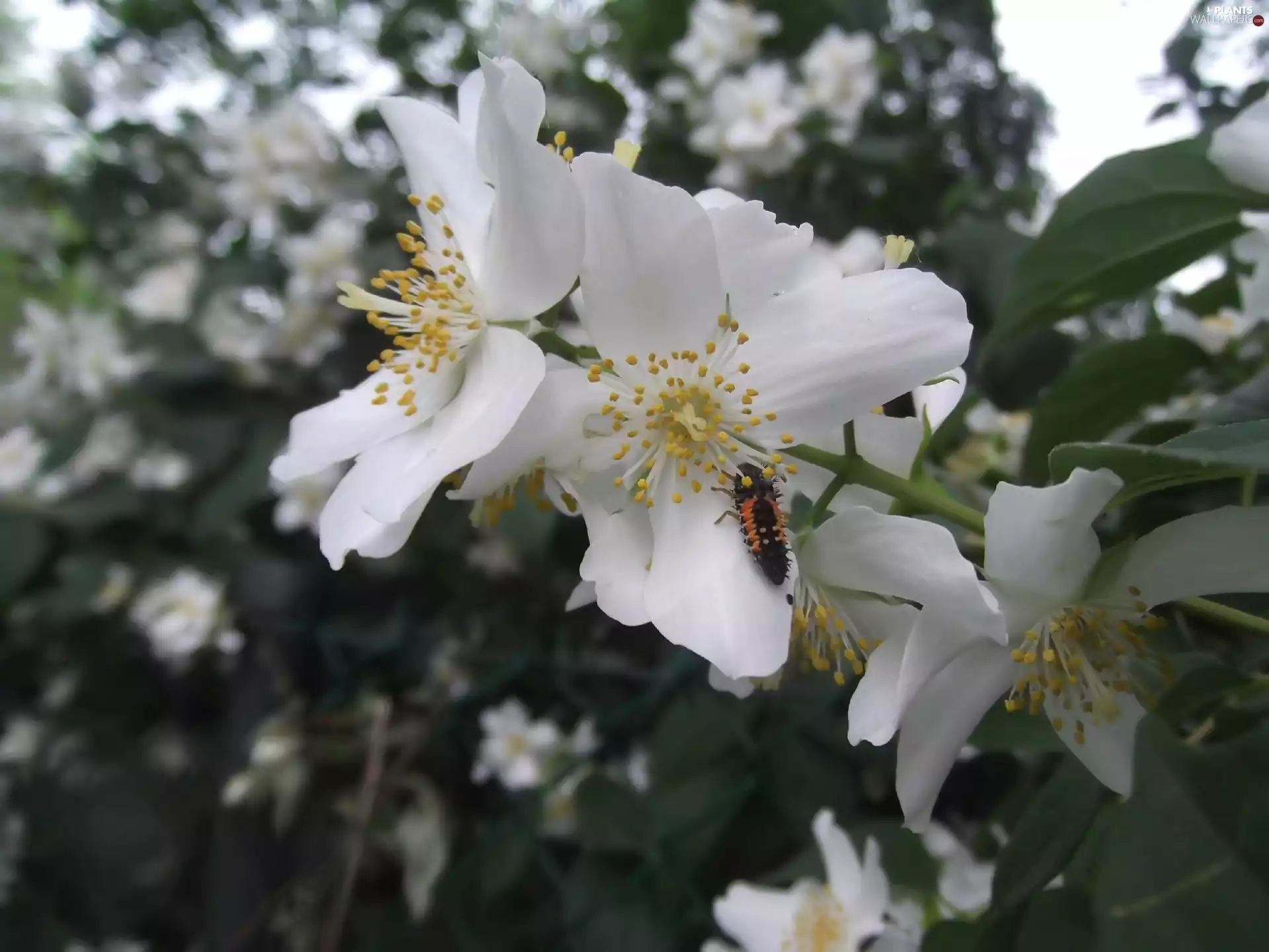 Colourfull Flowers, Grub, ladybugs, preying