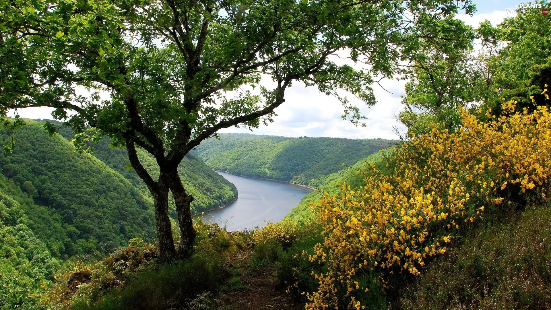 Yellow, Flowers, Hill, River, trees