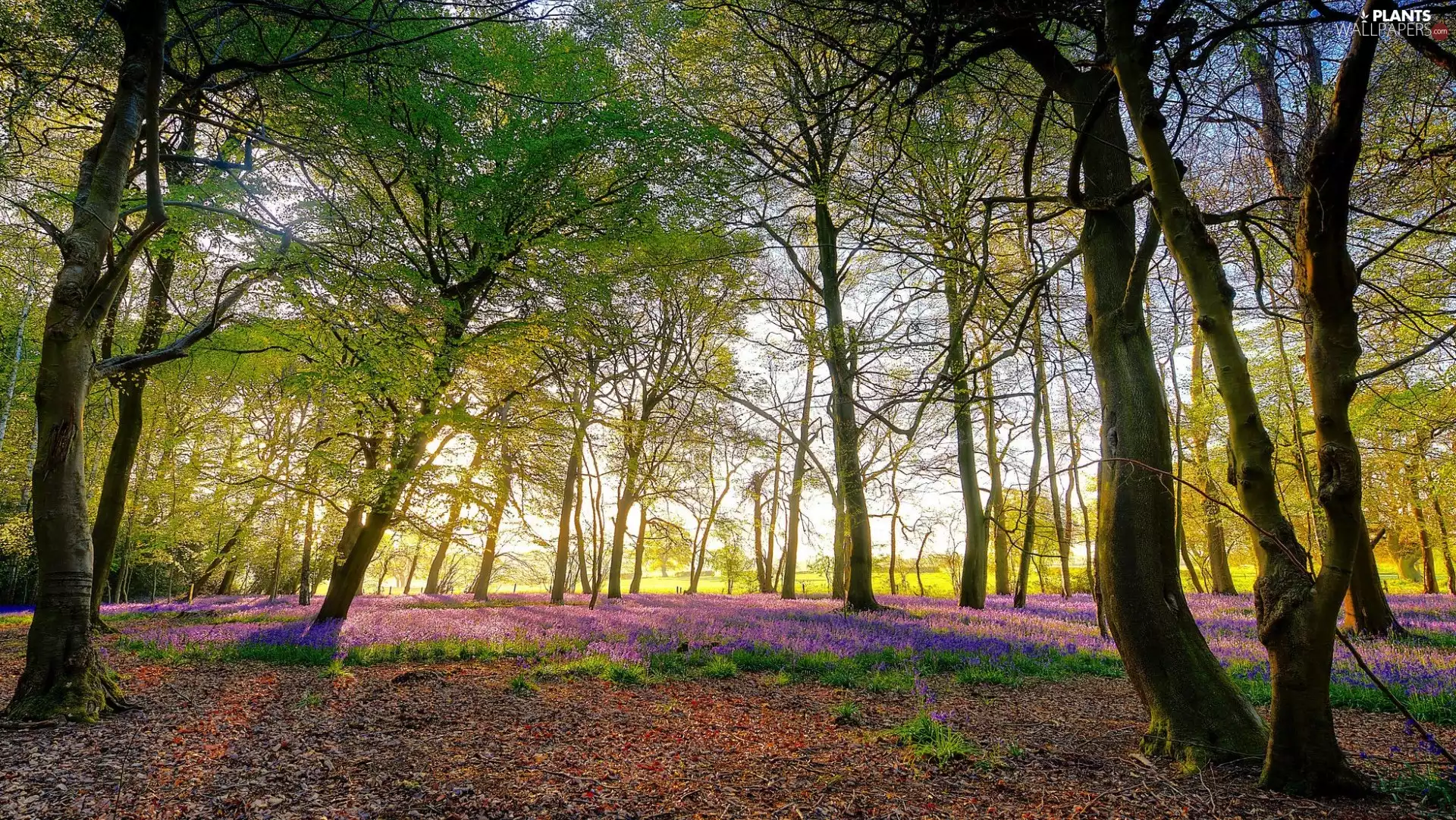 Flowers, forest, trees, viewes, Spring, car in the meadow