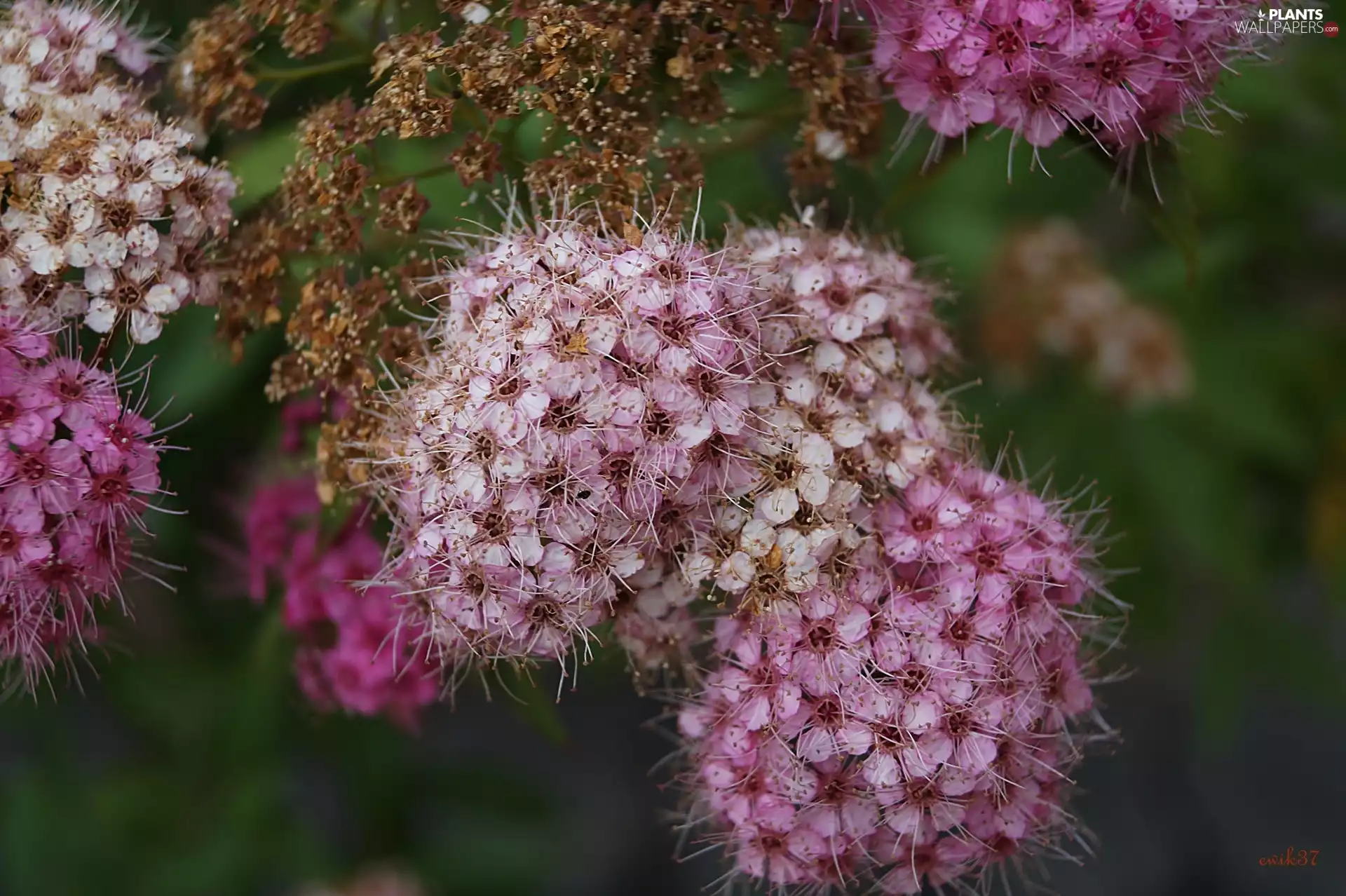 Bush, Flowers, Japanese Spirea, Pink