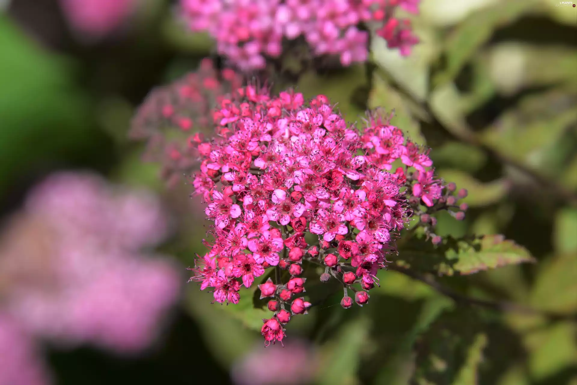 Japanese Spirea, Pink, Flowers