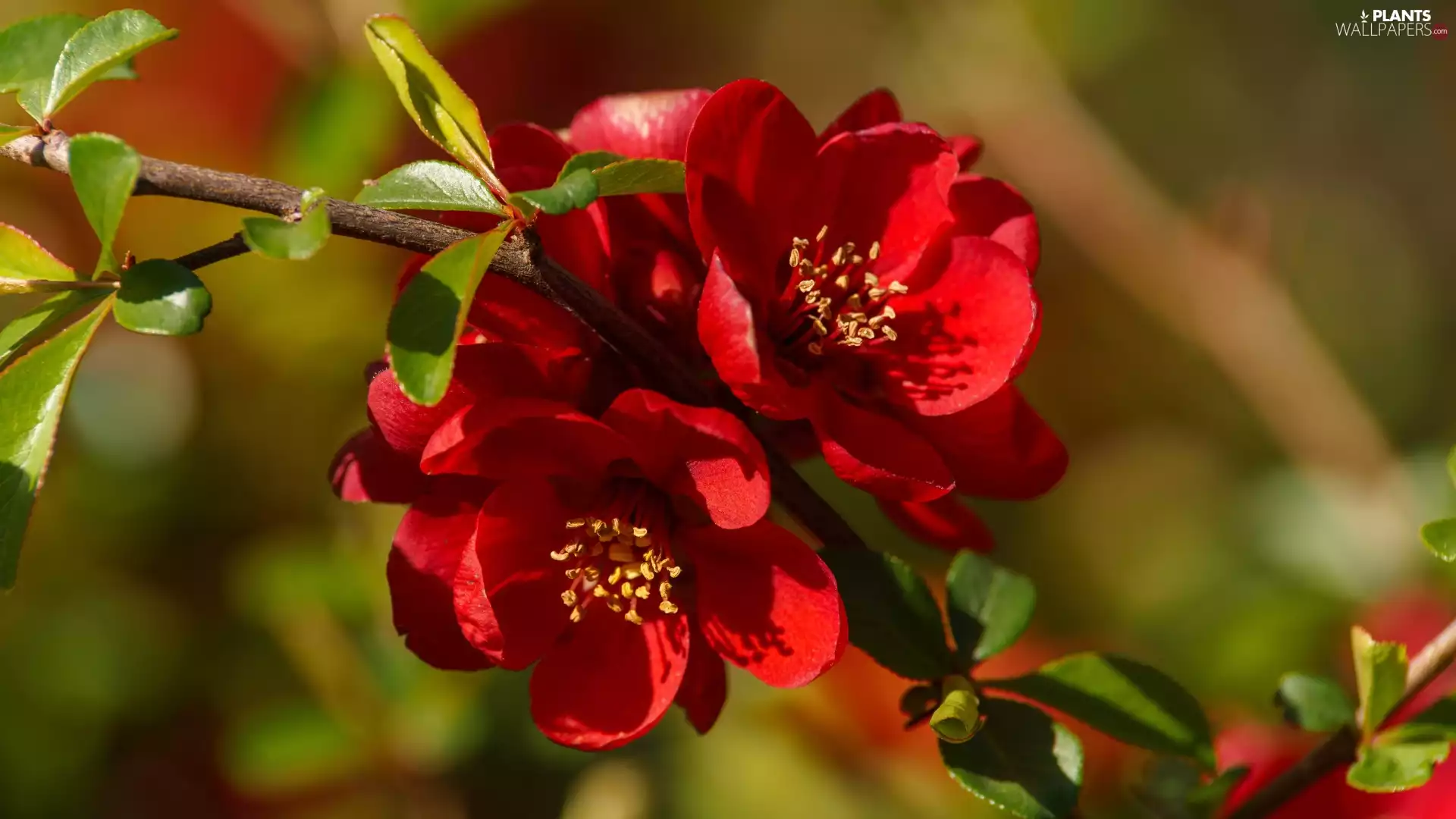 twig, Flowers, Japanese Quince, Red