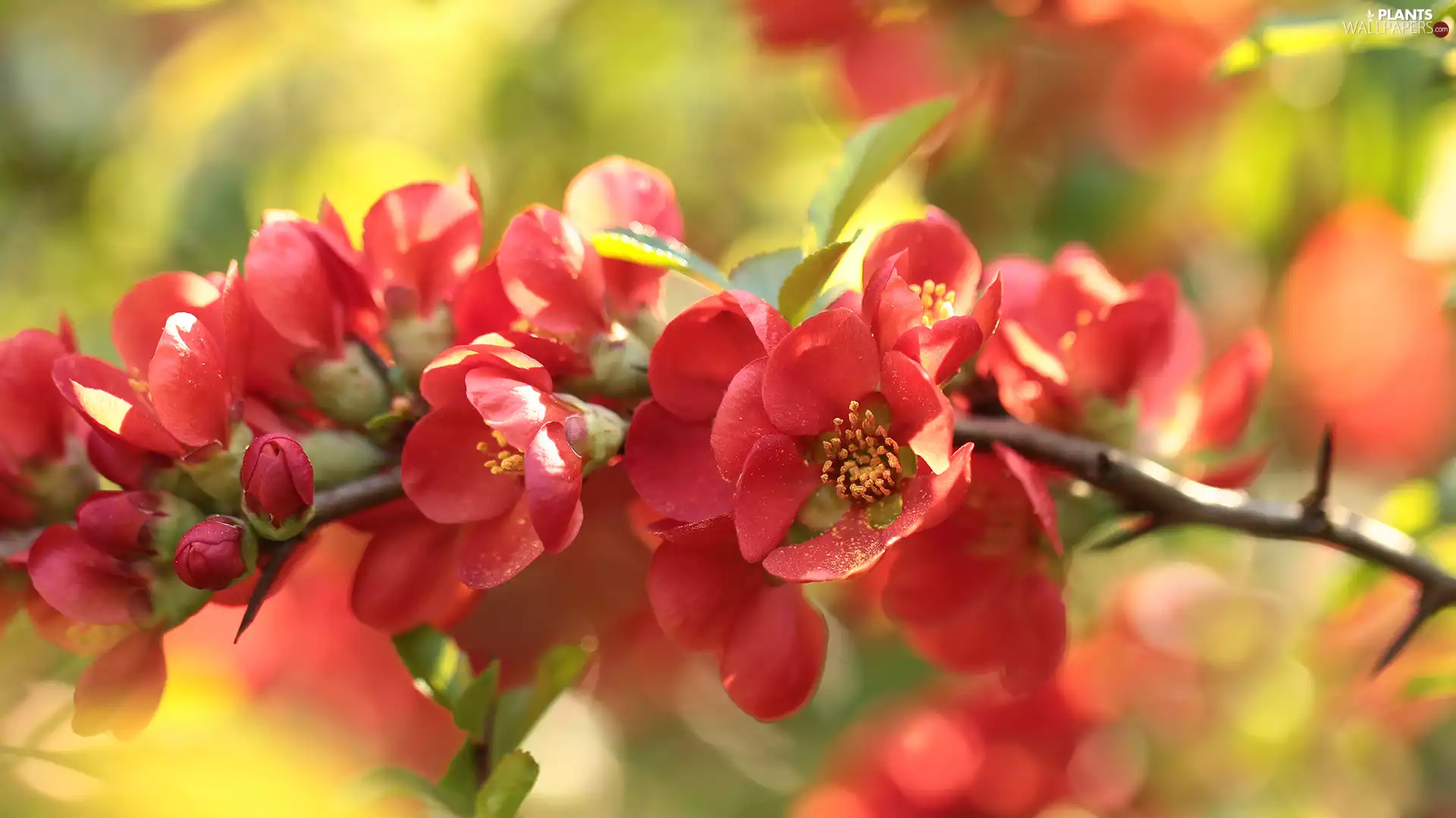 Japanese Quince, Red, Flowers