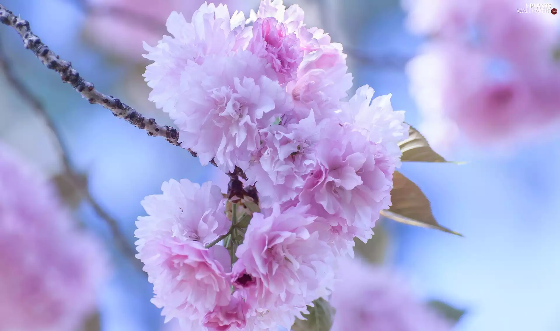 Japanese Cherry, twig, Flowers