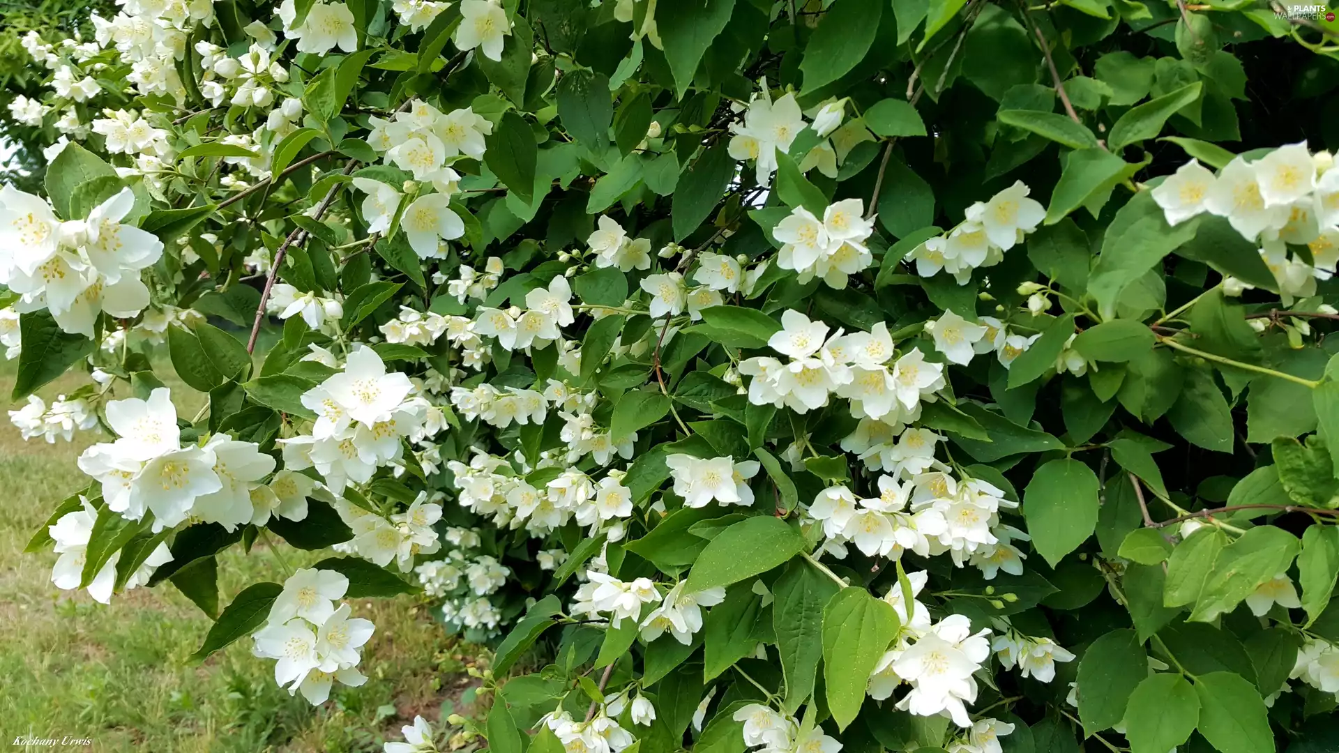 Flowers, Bush, jasmine