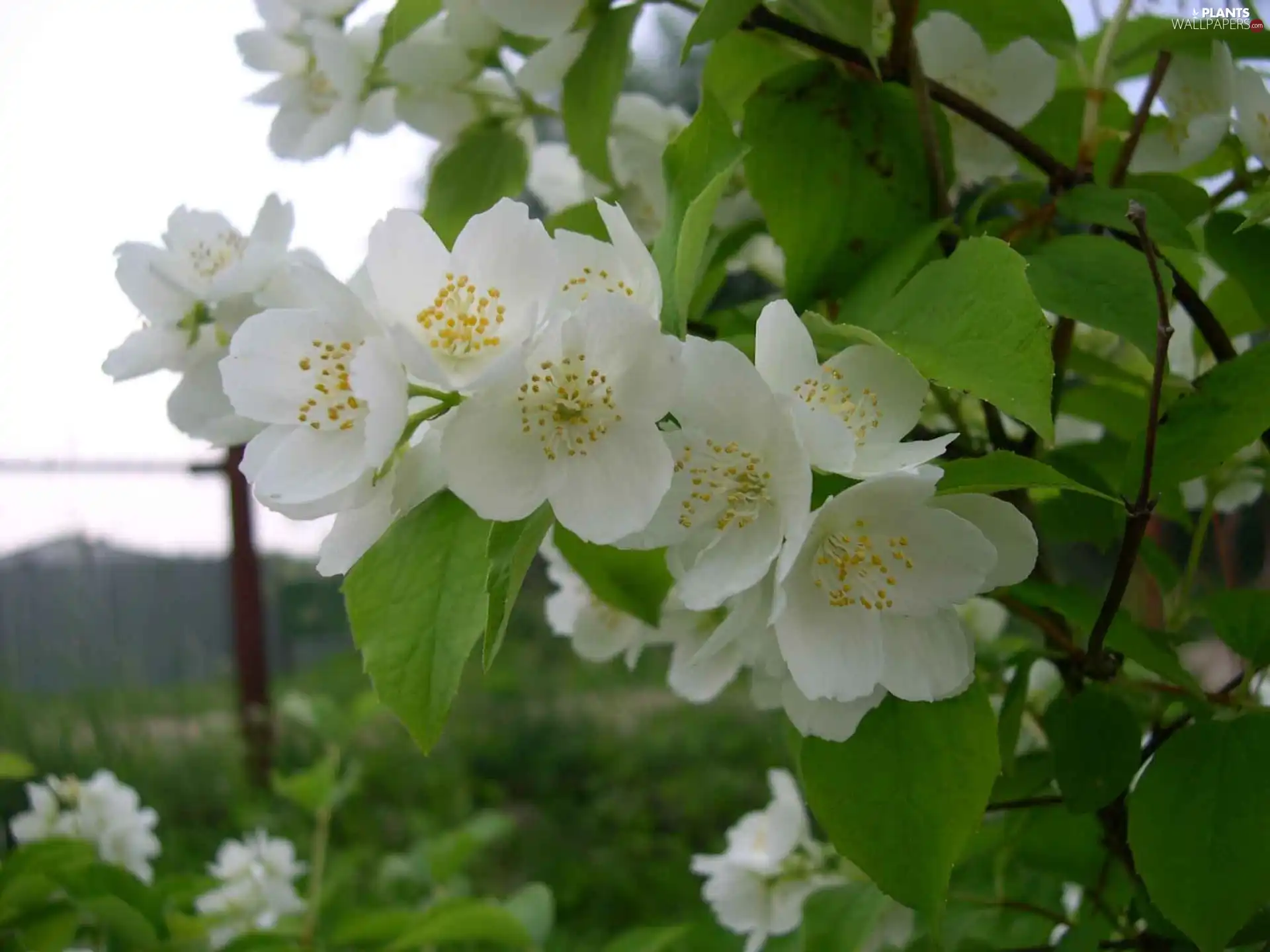 Flowers, Bush, jasmine