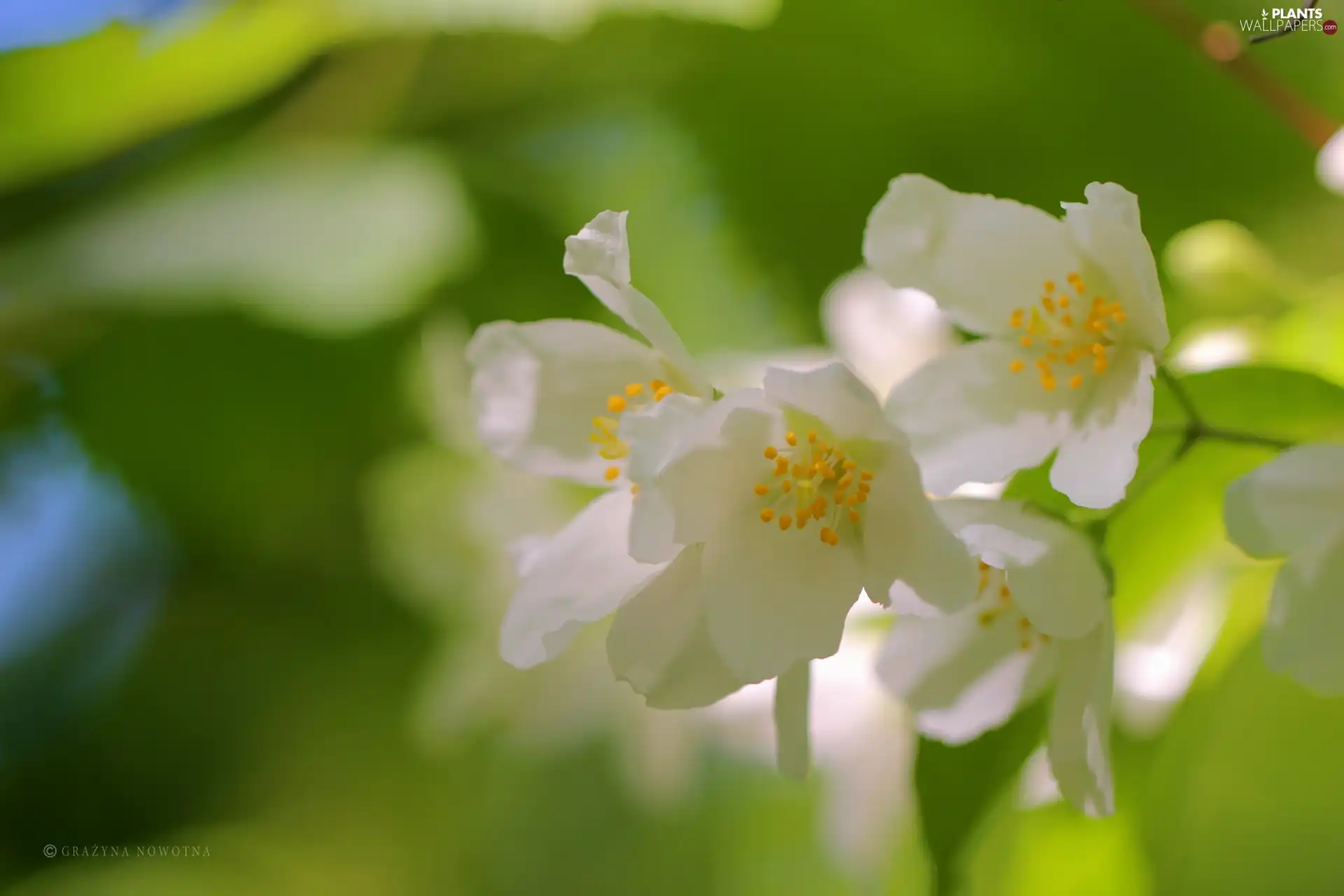 jasmine, White, Flowers, Bush