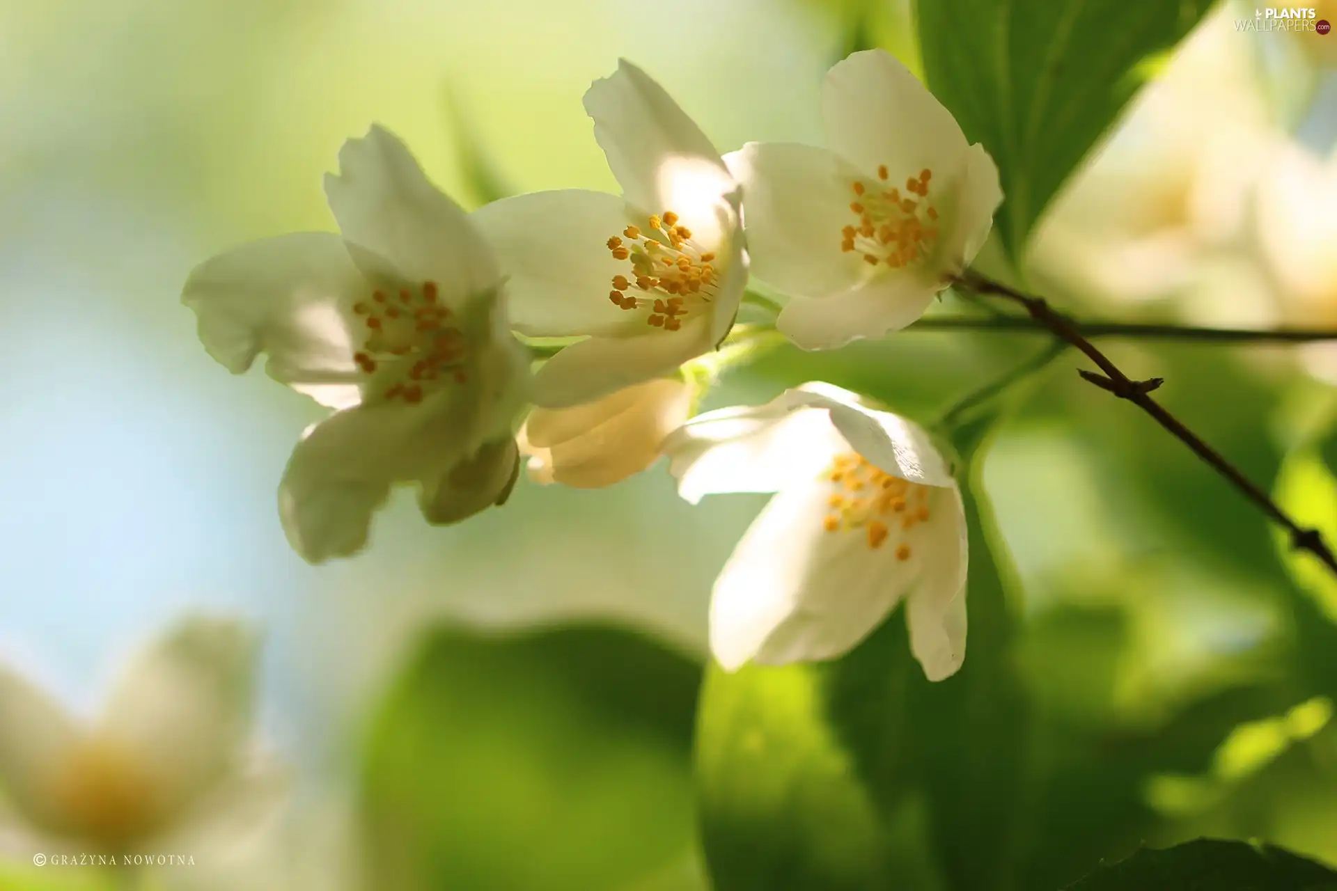 jasmine, White, Flowers, Bush