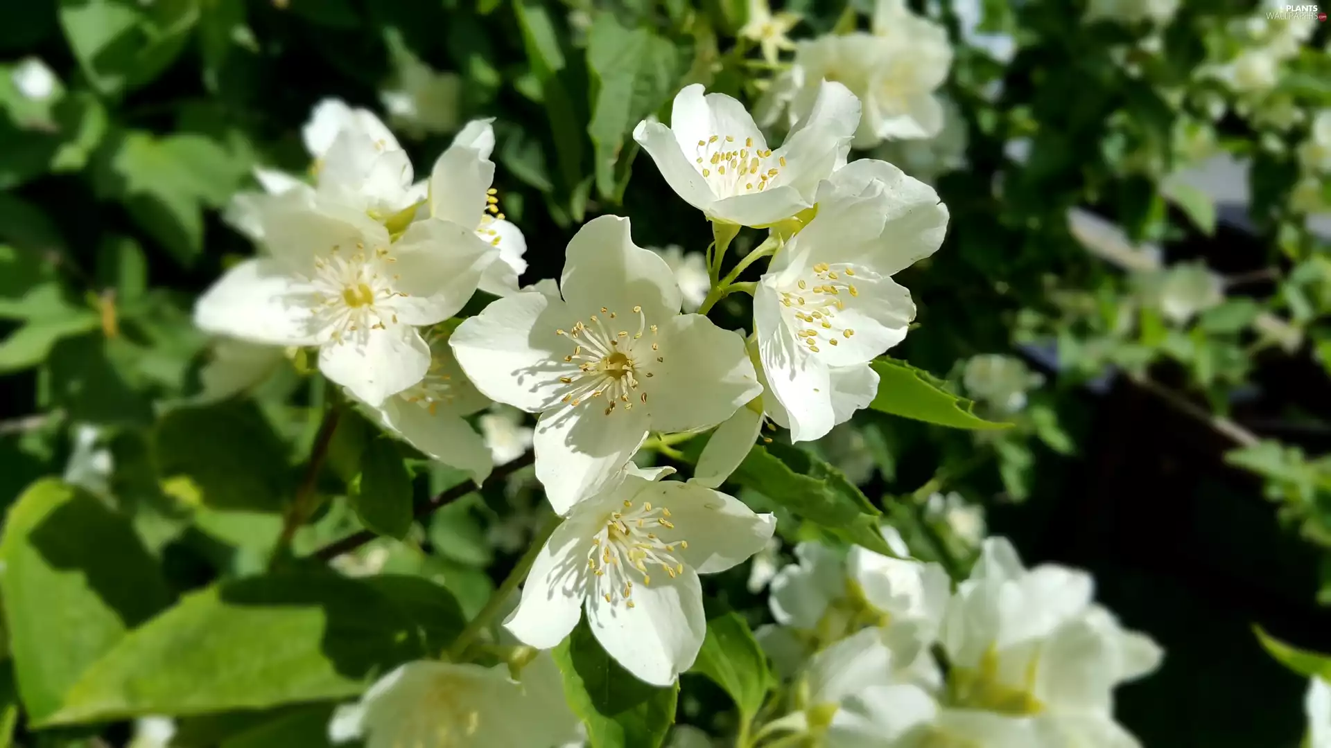 Flowers, jasmine