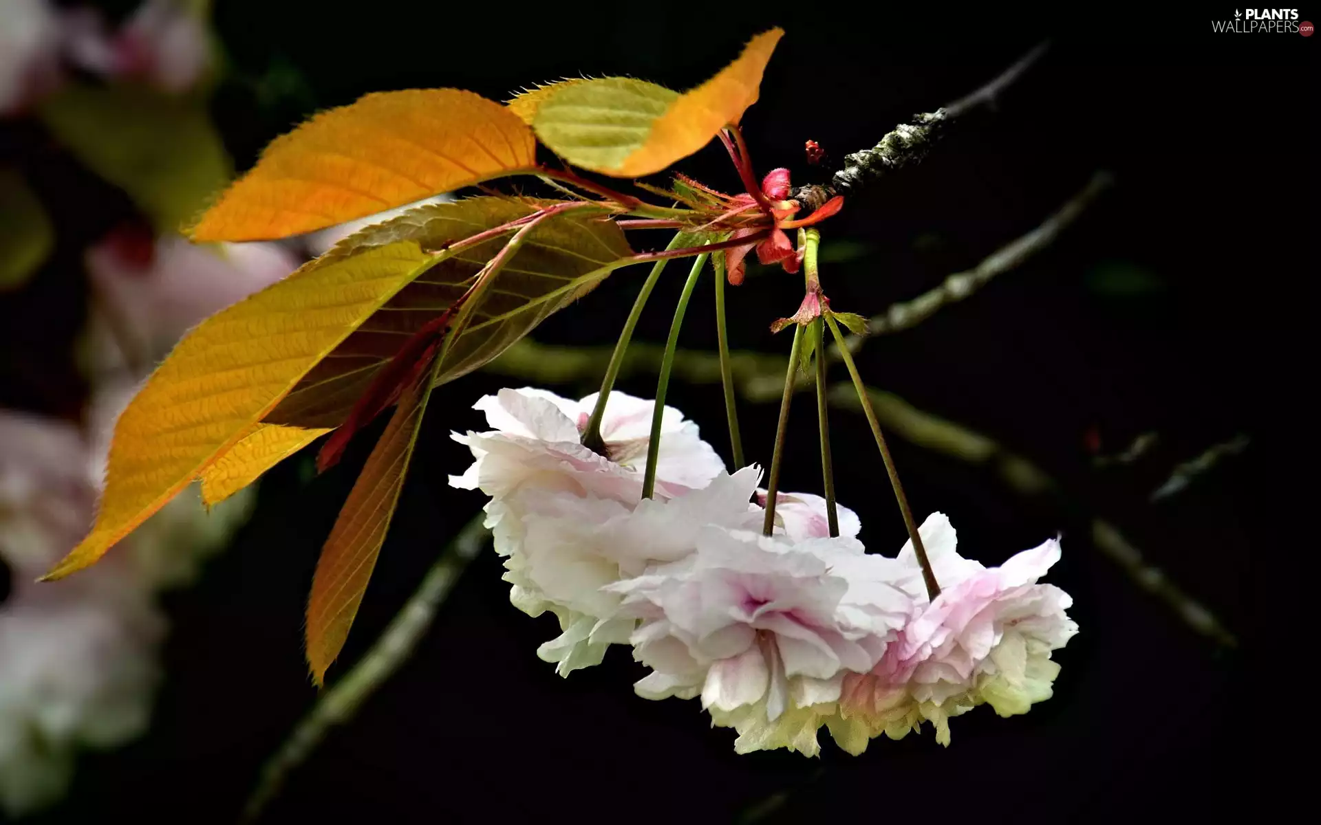 Flowers, branch, kirsch