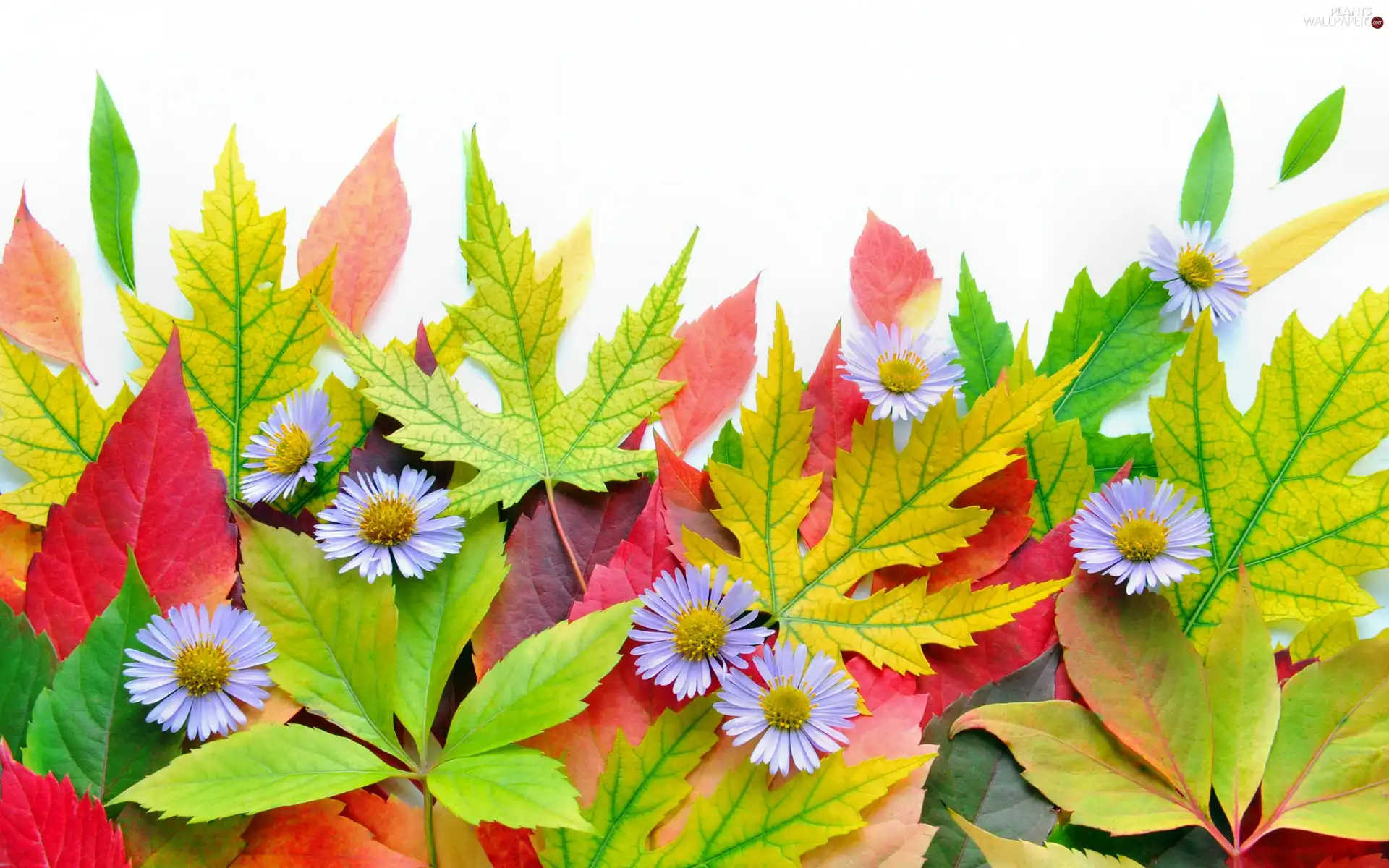 Flowers, color, Leaf