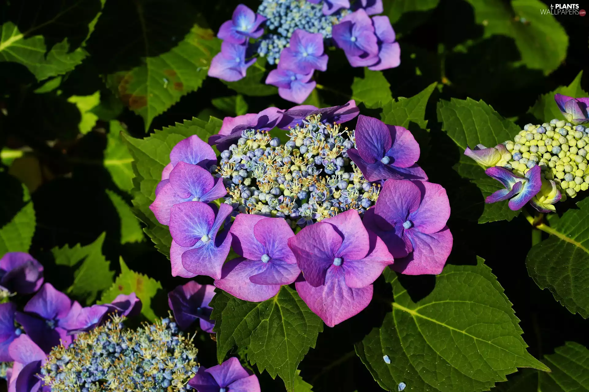 Leaf, hydrangea, Colourfull Flowers