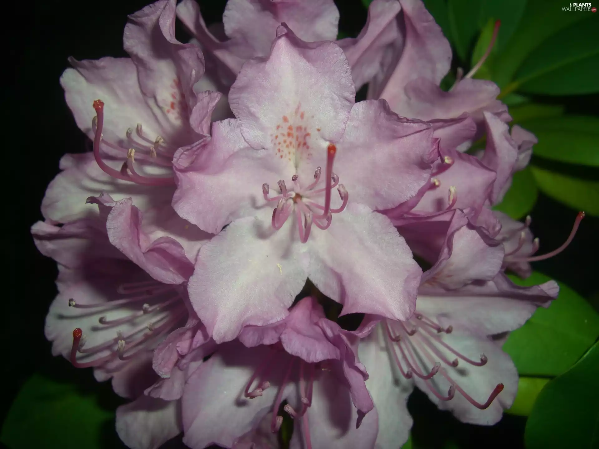 Leaf, rhododendron, Colourfull Flowers