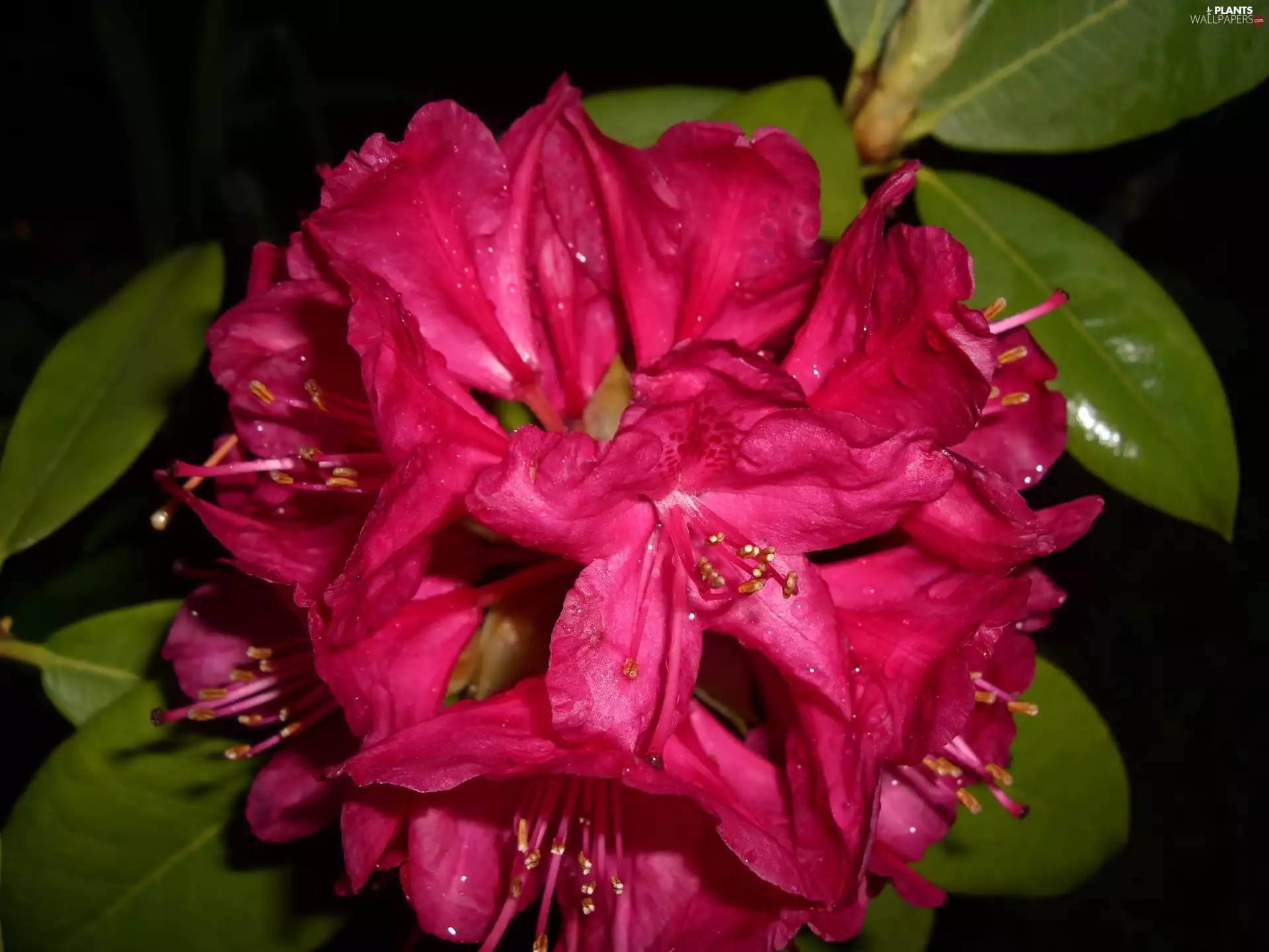 Leaf, rhododendron, Colourfull Flowers