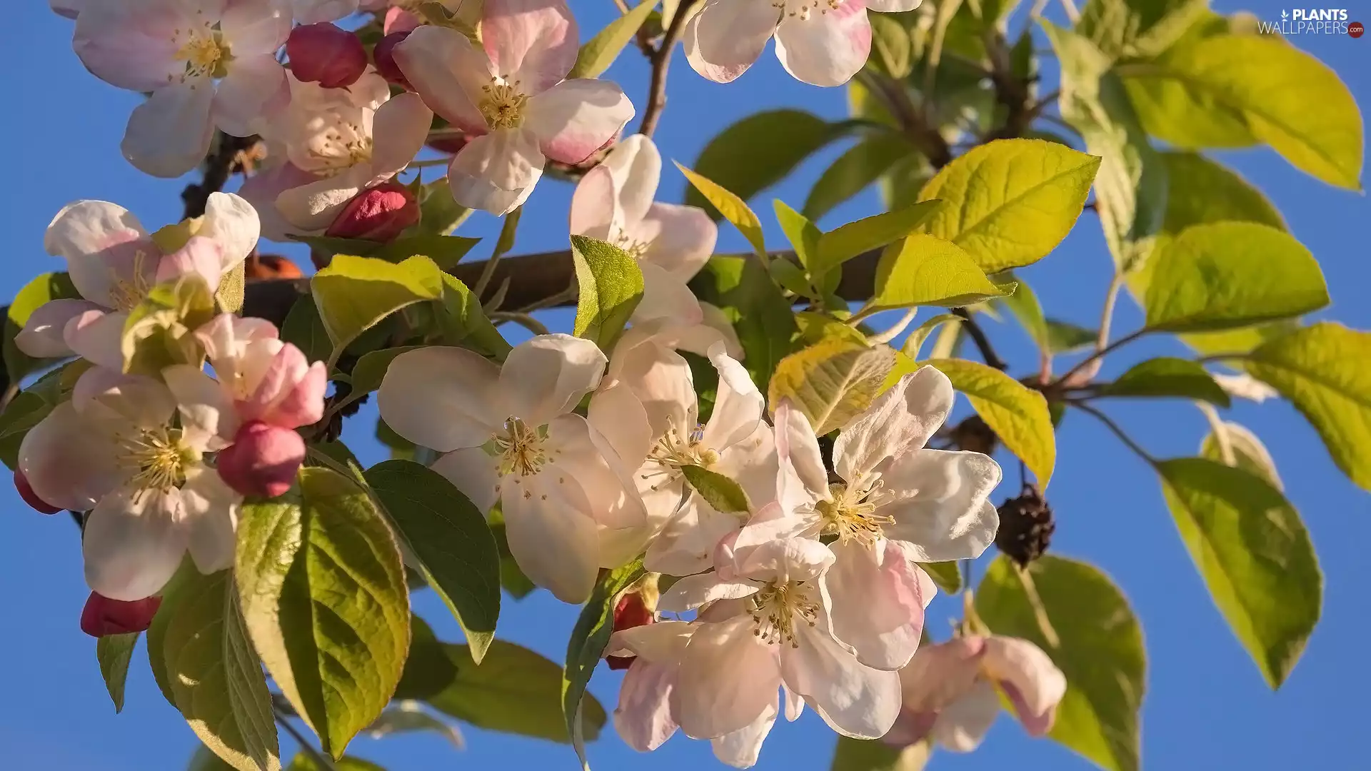 Leaf, Fruit Tree, Flowers