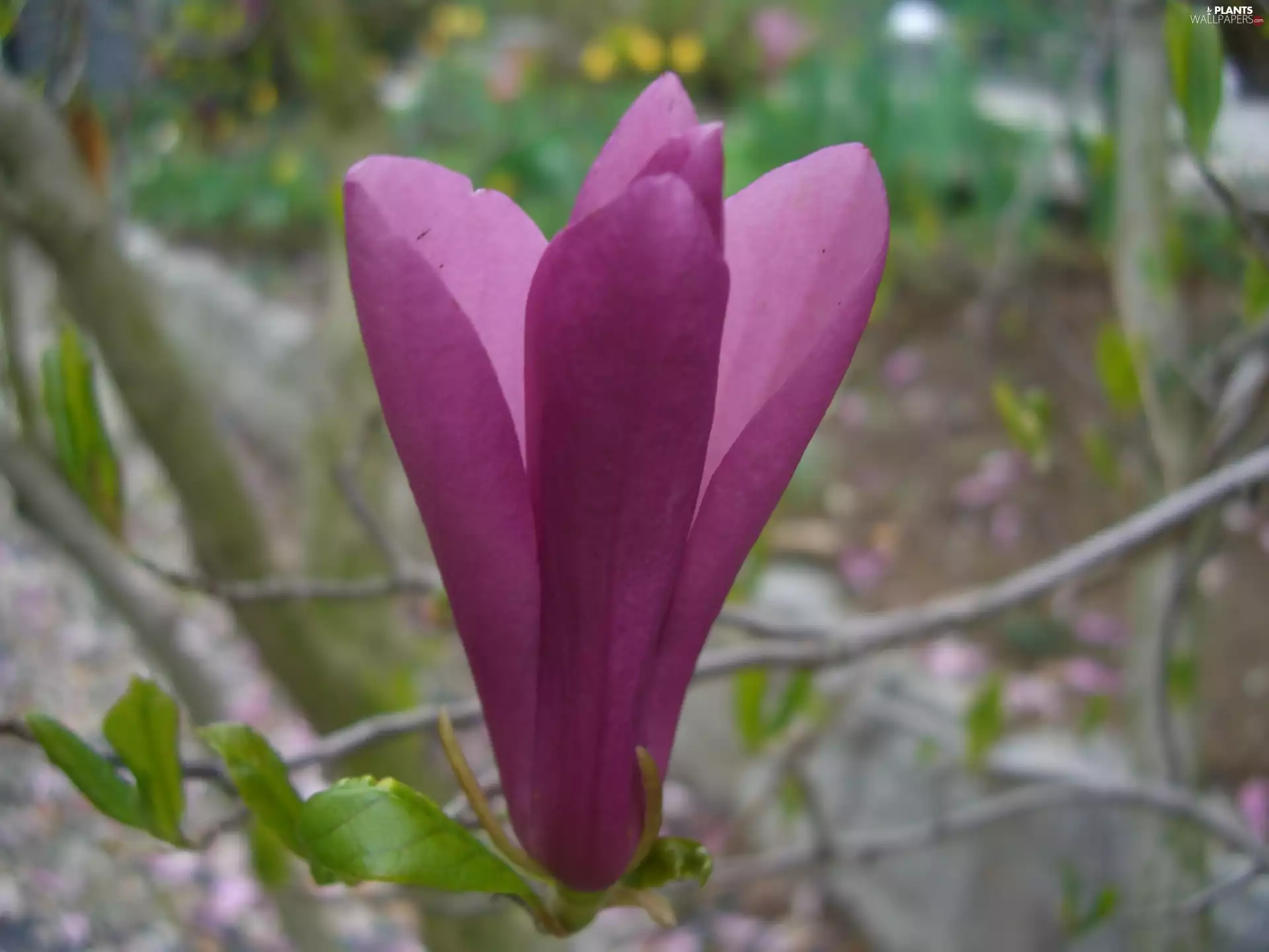 leaves, Magnolia, Colourfull Flowers