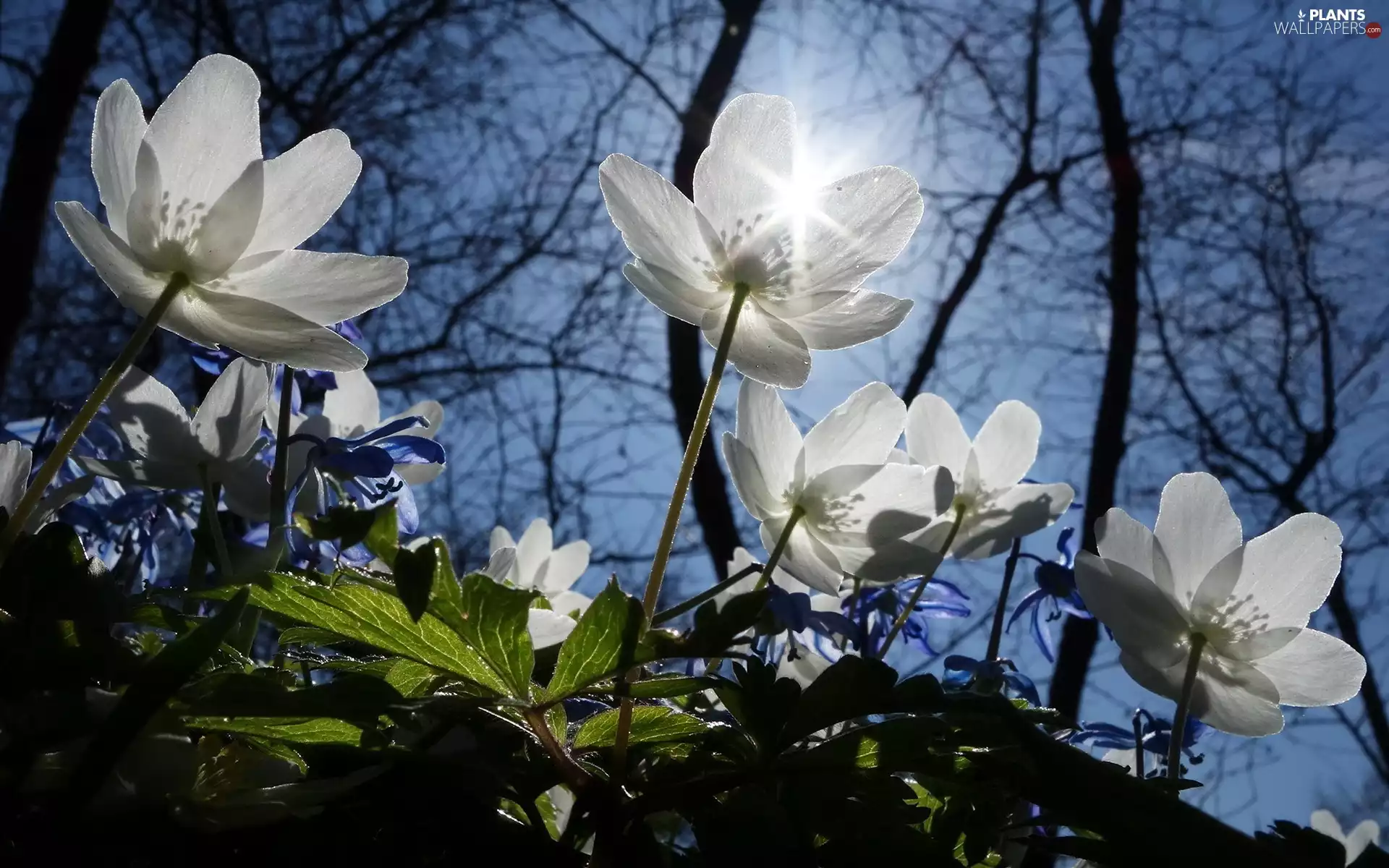 Flowers, White, trees, viewes, flash, luminosity, ligh, sun, Przebijające