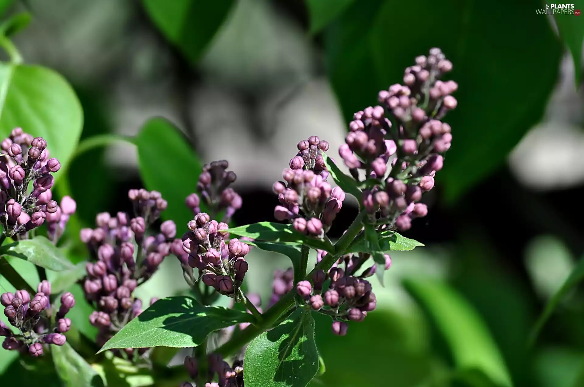 Flowers, lilac