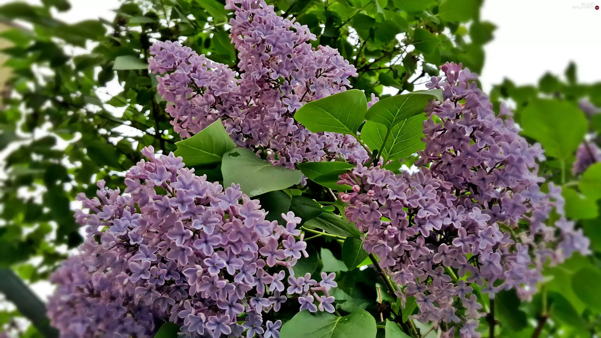 Flowers, lilac