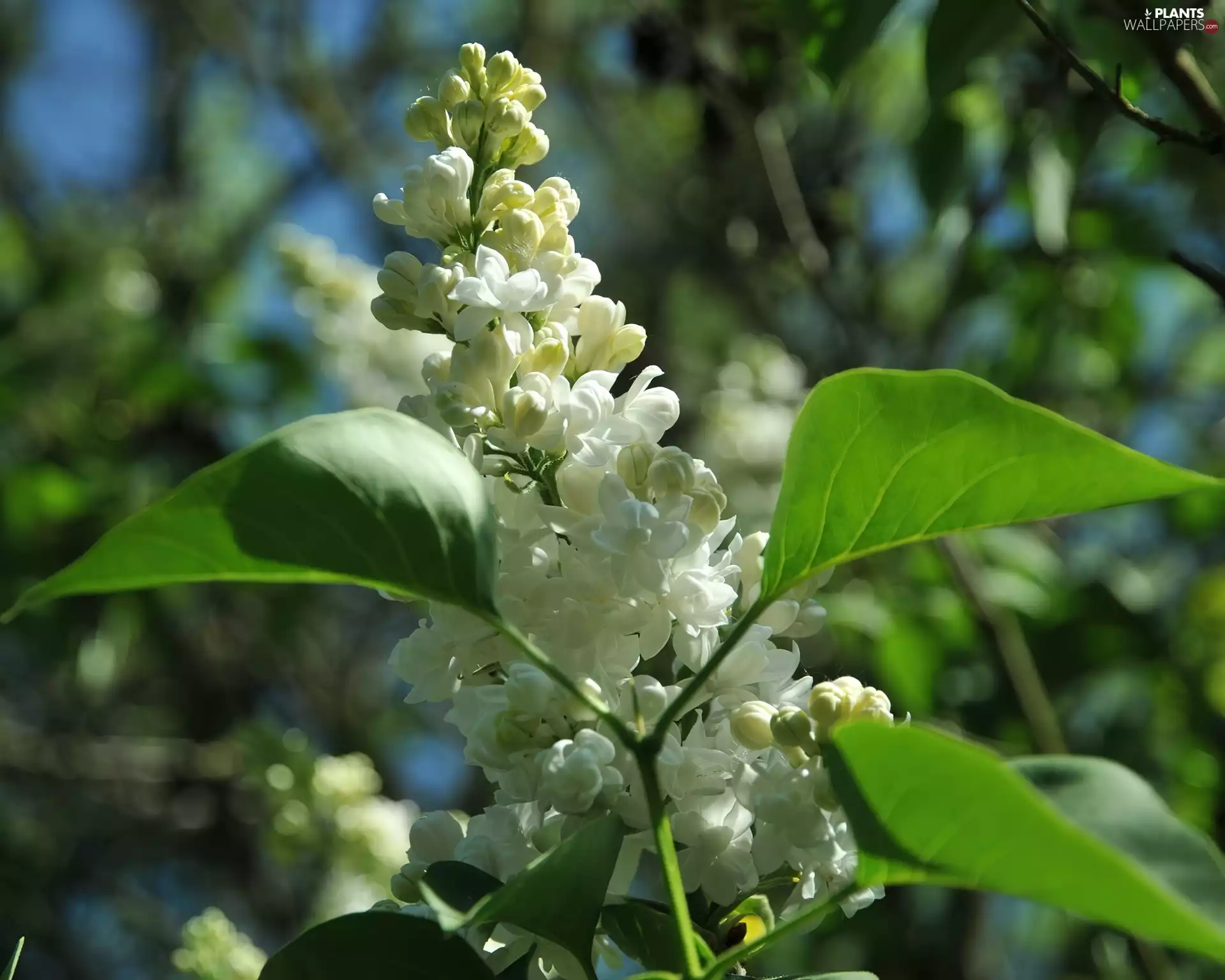 Colourfull Flowers, lilac, Leaf, white