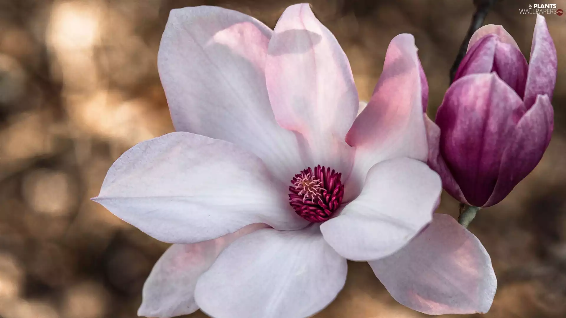 Magnolia, Pink, Colourfull Flowers