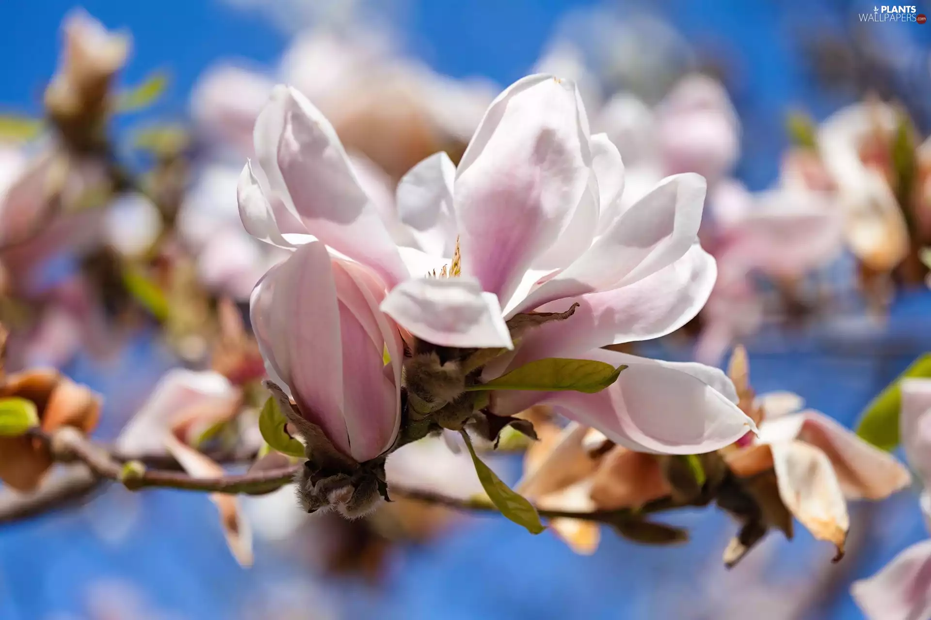 Magnolia, twig, Colourfull Flowers