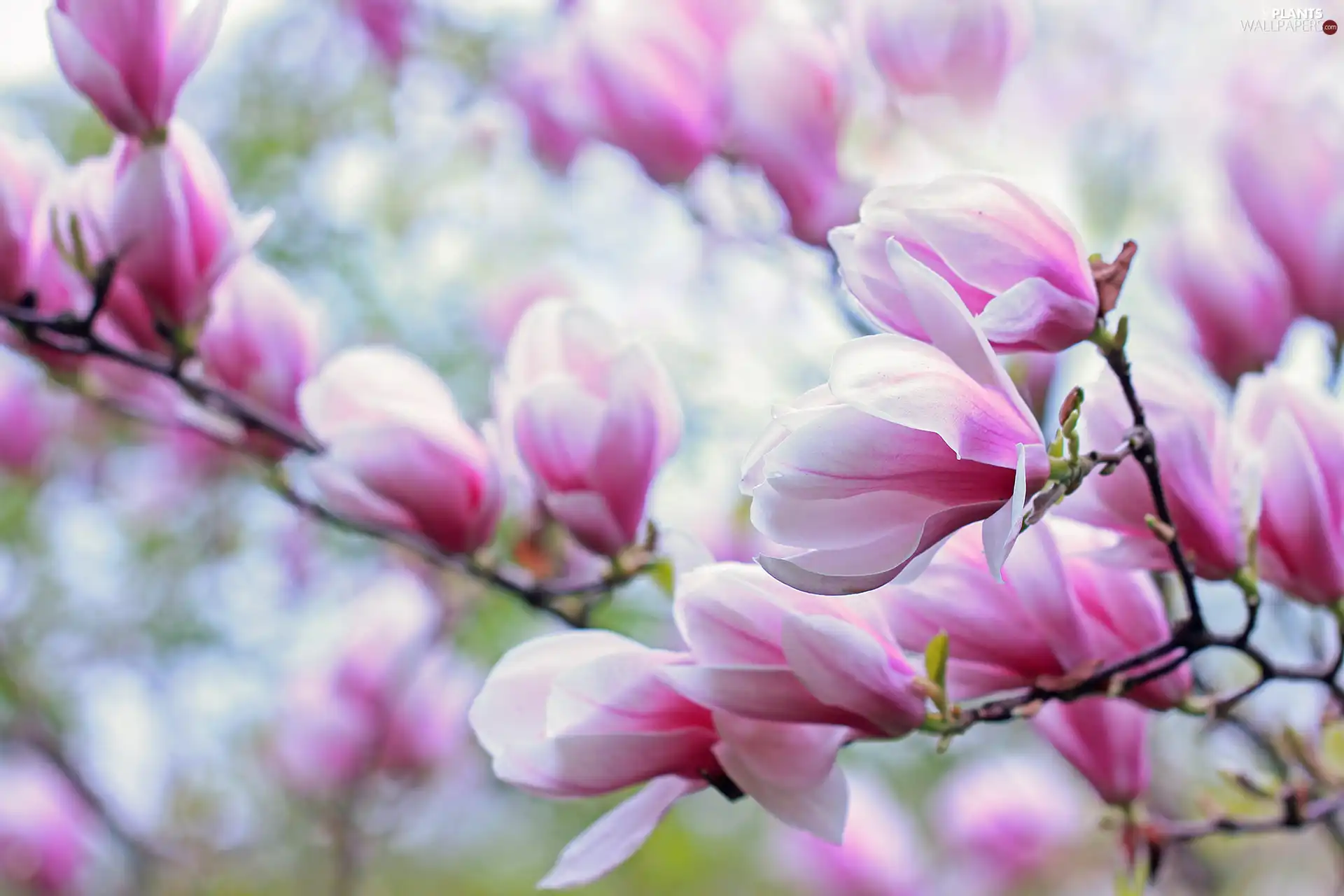 Flowers, Pink, Magnolia