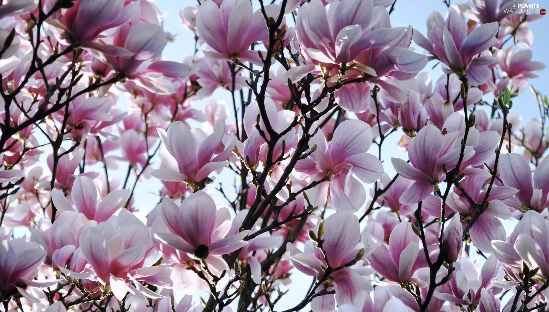 Flowers, Spring, Magnolia