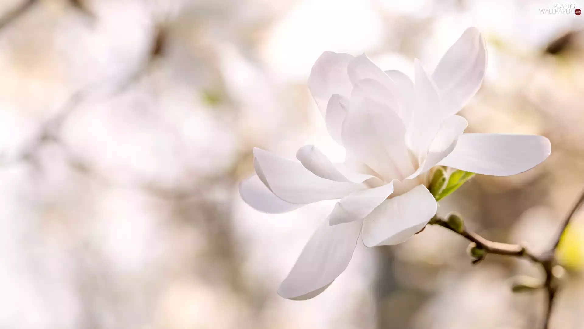 Colourfull Flowers, Magnolia, blur, White