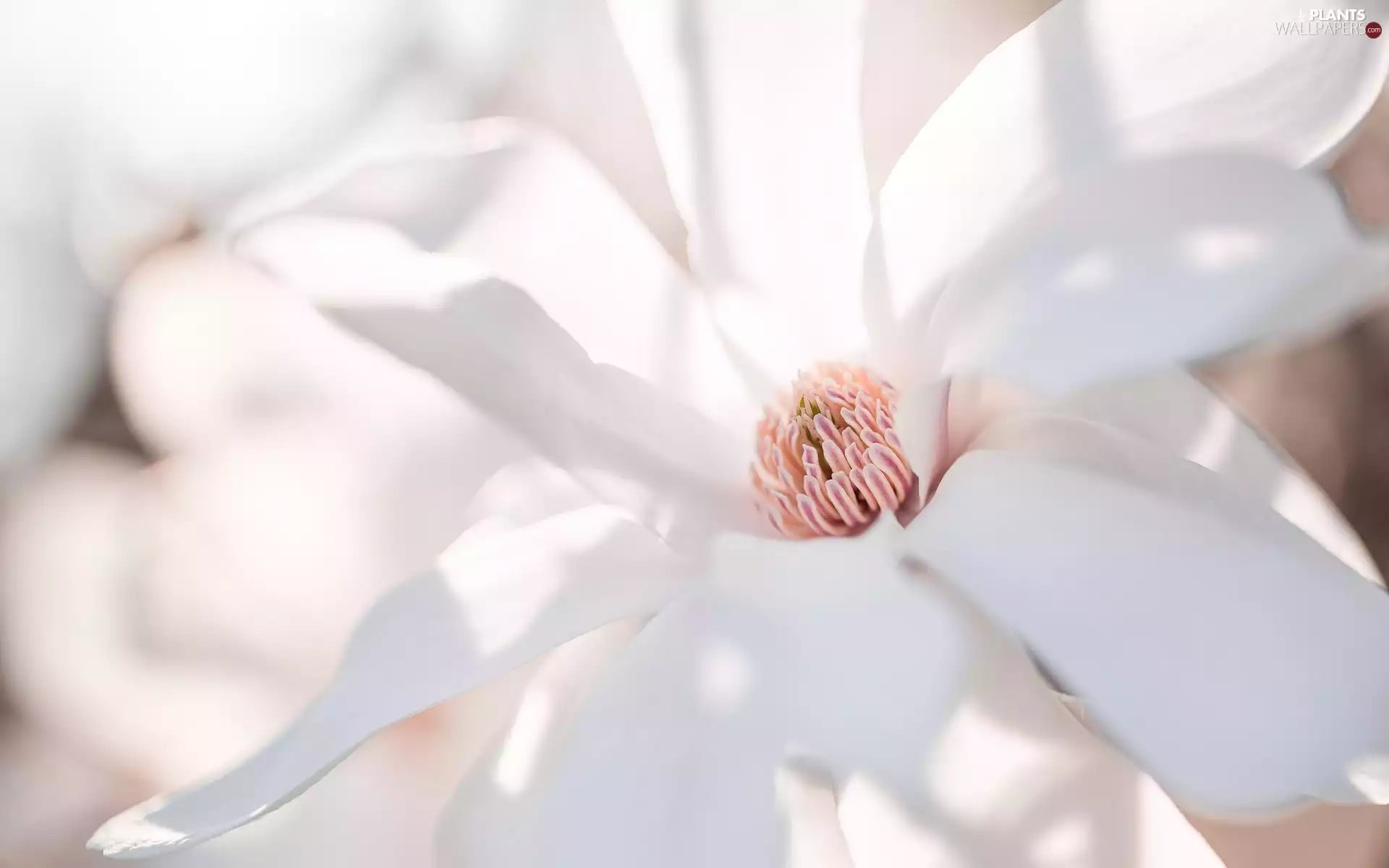 Colourfull Flowers, Magnolia, Close, White