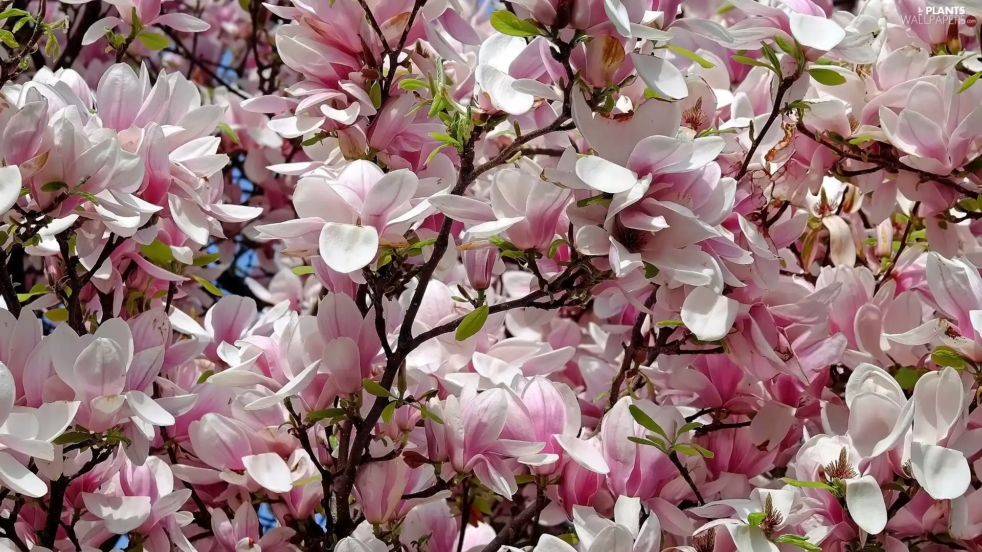 white and pink, Flowers, Twigs, Magnolias
