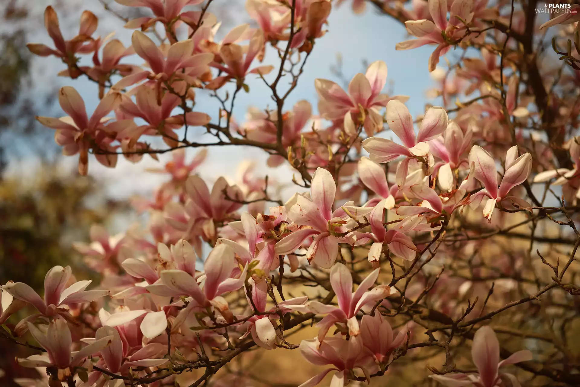 Flowers, Pink, Magnolias