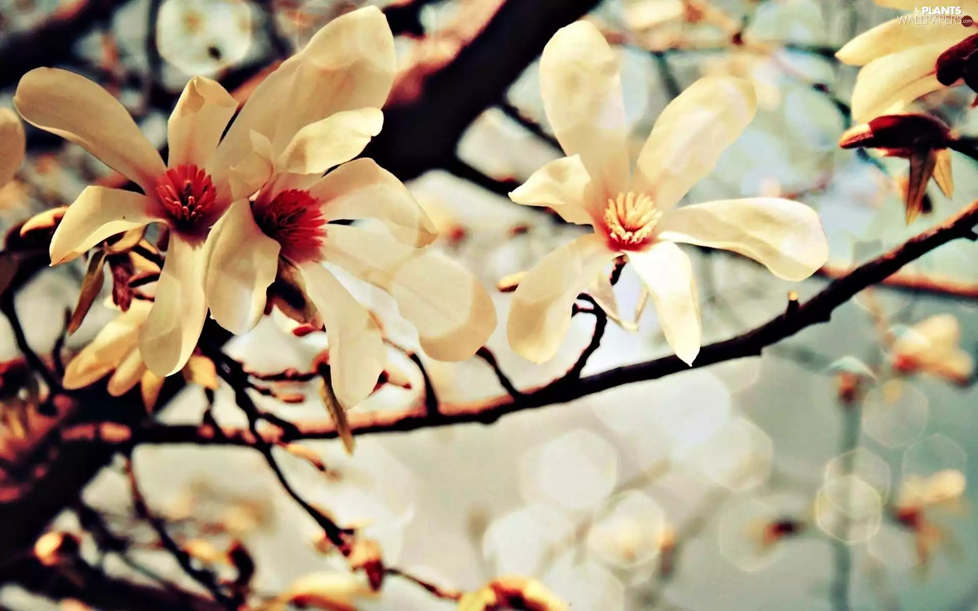 Flowers, Bush, Magnolii
