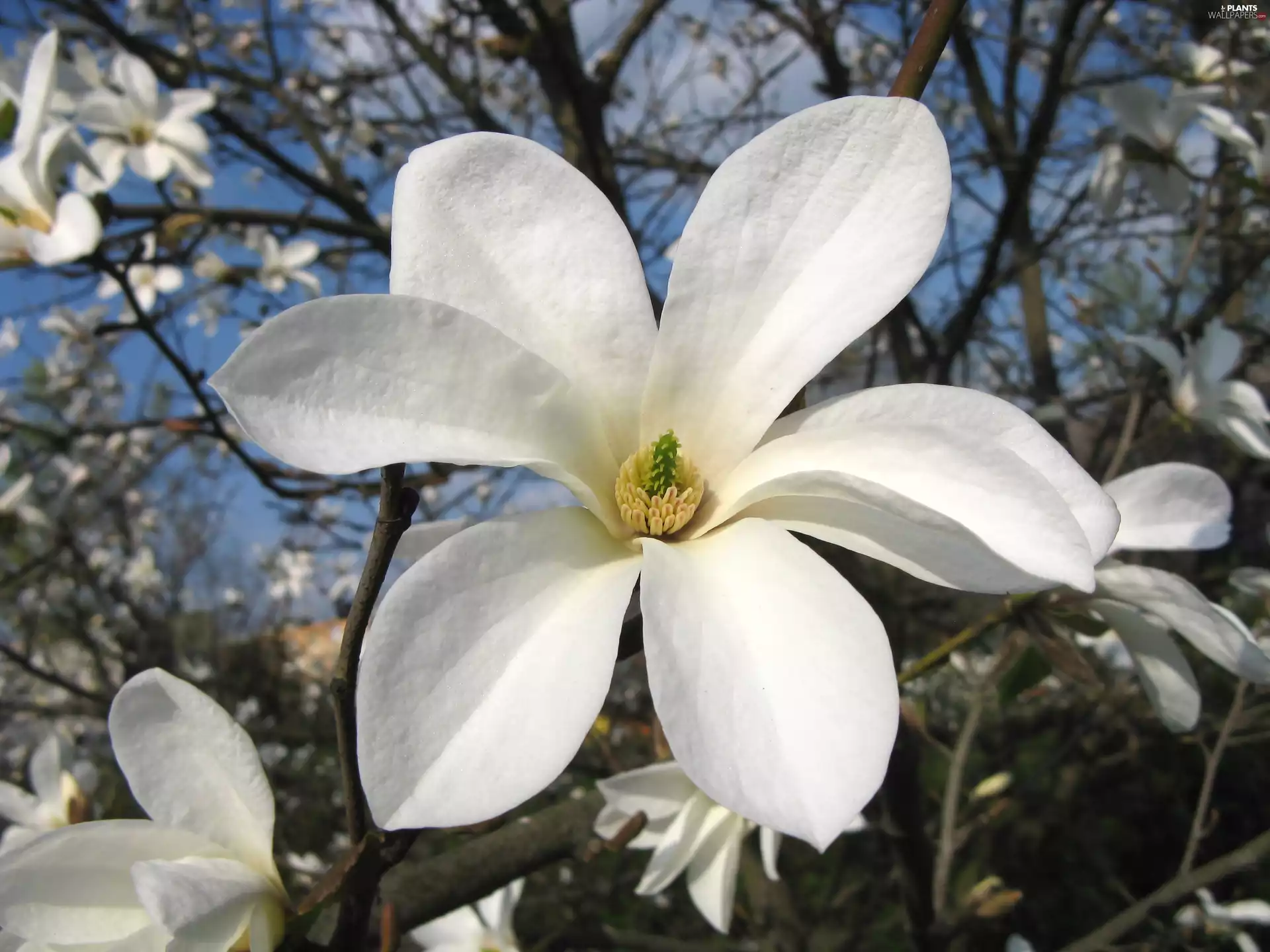 Magnolii, White, Colourfull Flowers