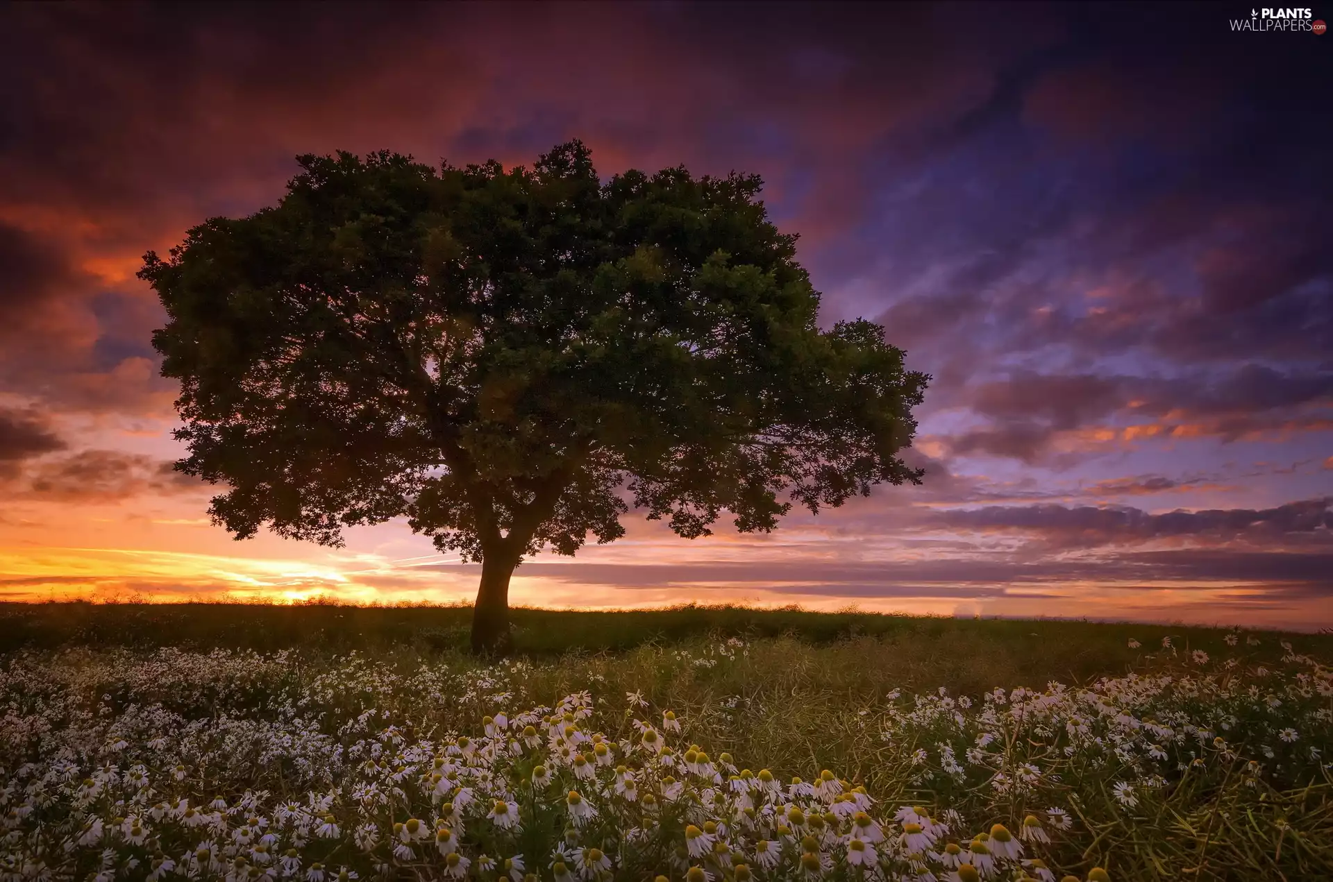 Great Sunsets, clouds, Flowers, trees, Meadow