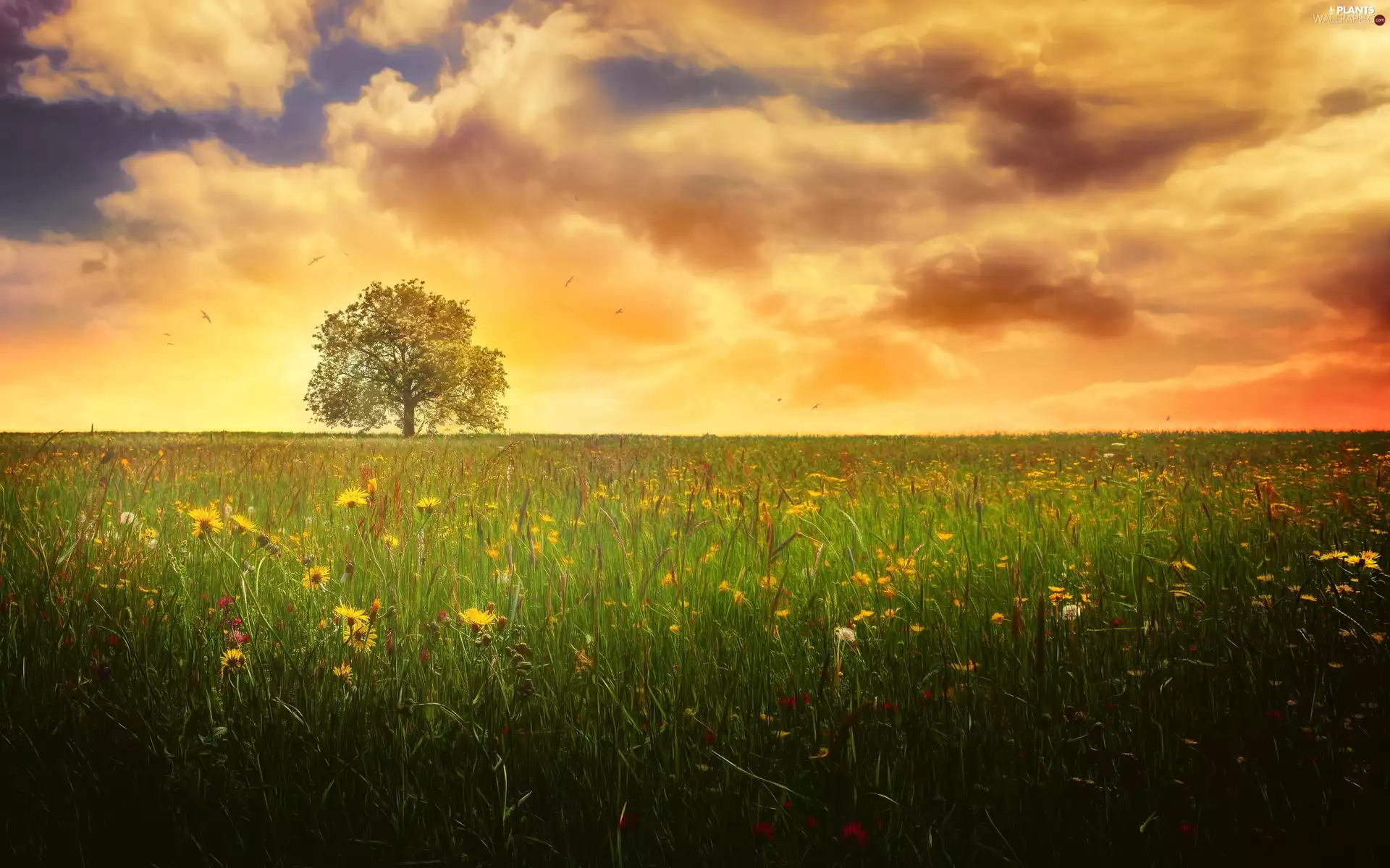 Meadow, trees, clouds, Flowers
