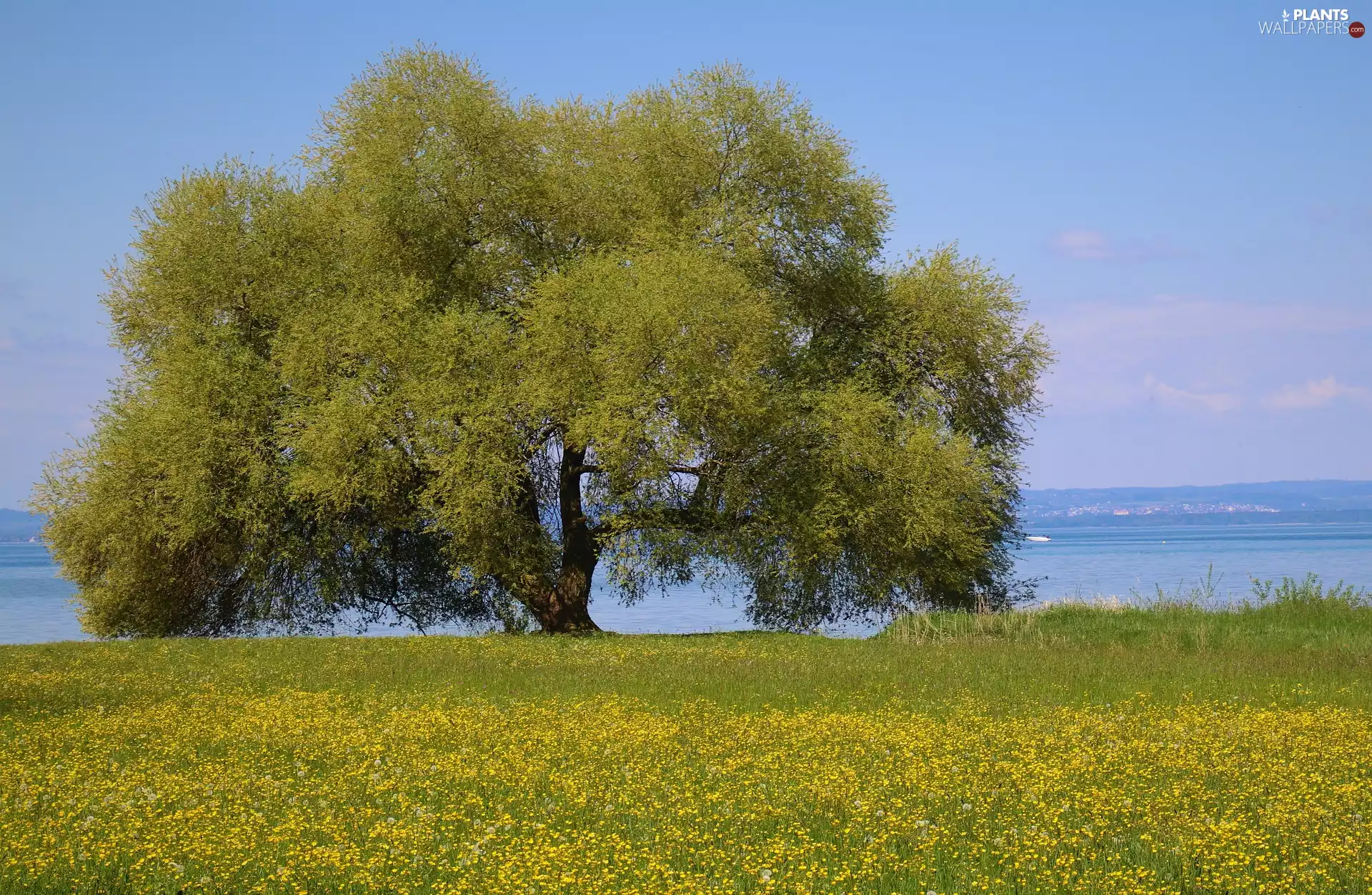 Meadow, trees, lake, Flowers