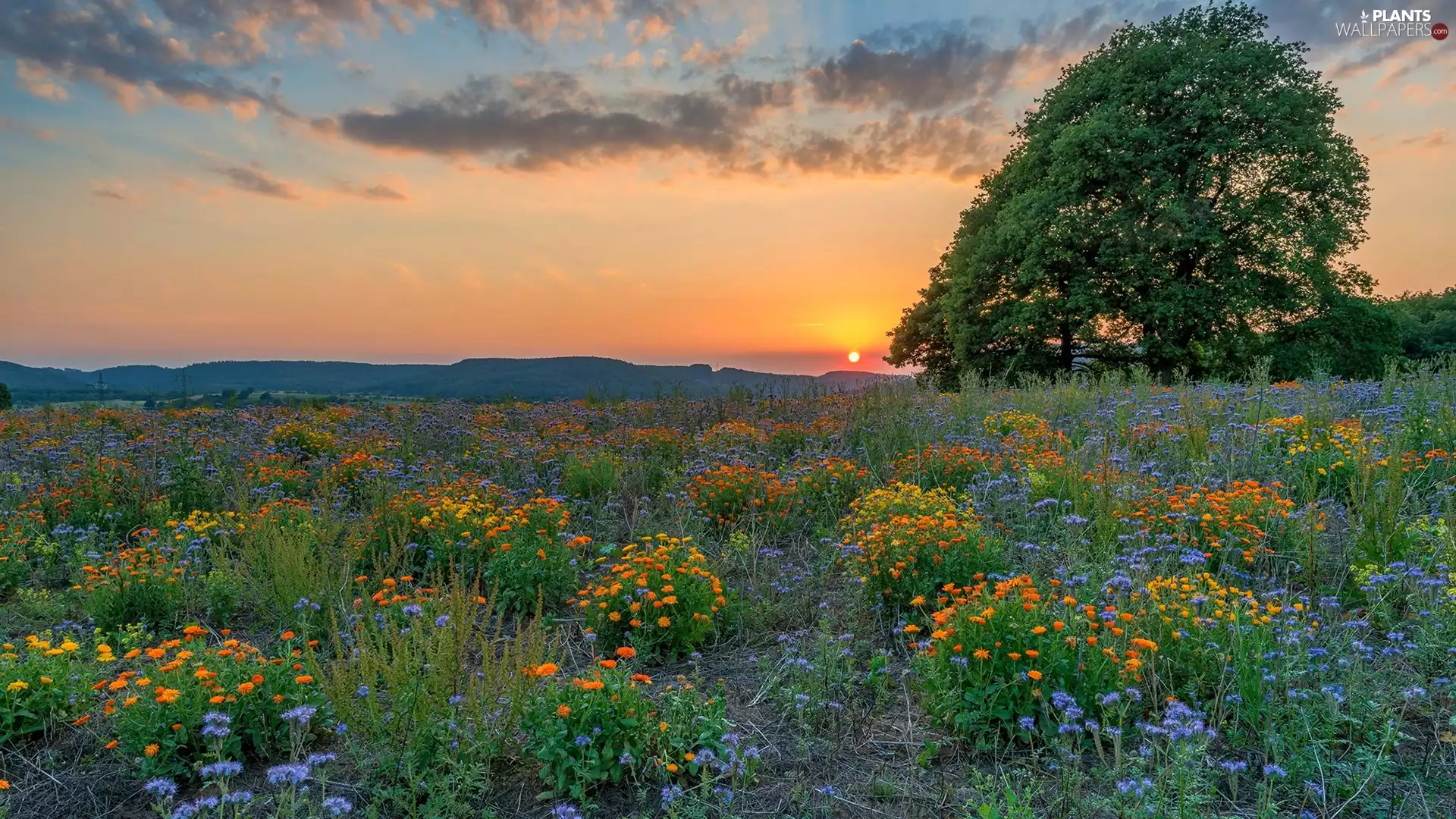 viewes, Great Sunsets, Flowers, trees, Meadow