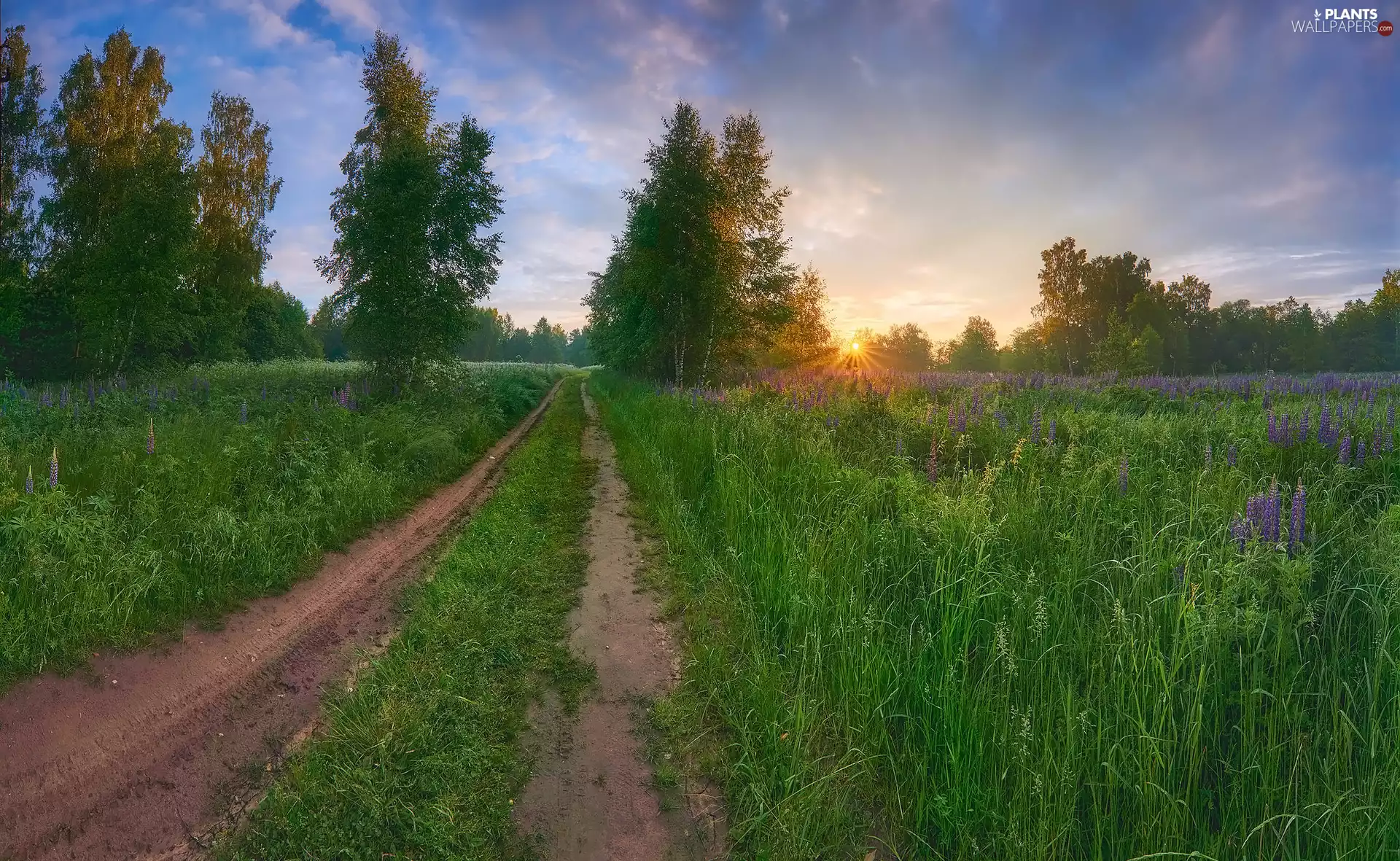 viewes, trees, Meadow, grass, Way, rays of the Sun, Flowers, lupine, Plants