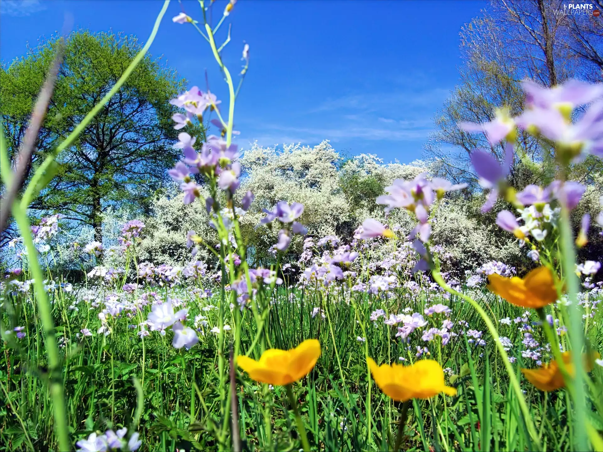 Meadow, trees, viewes, Flowers