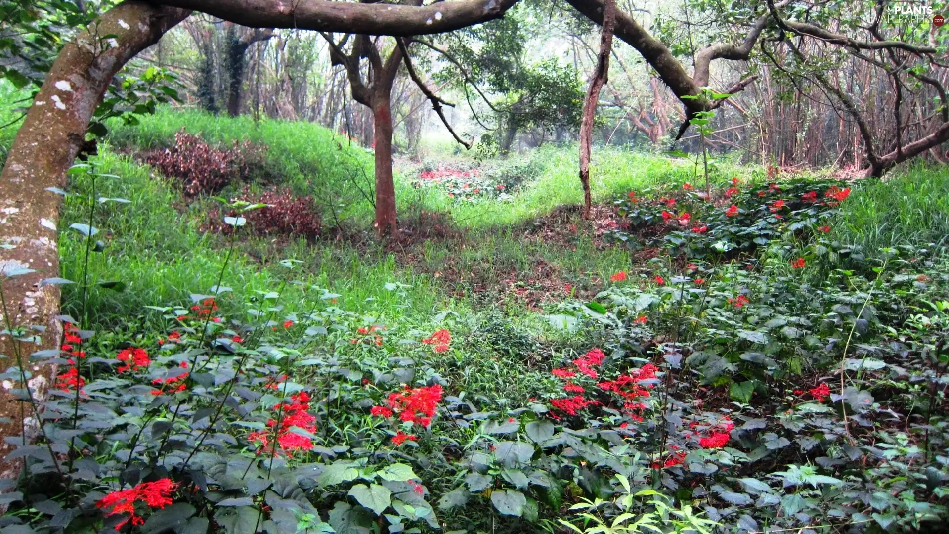 Meadow, trees, viewes, Flowers