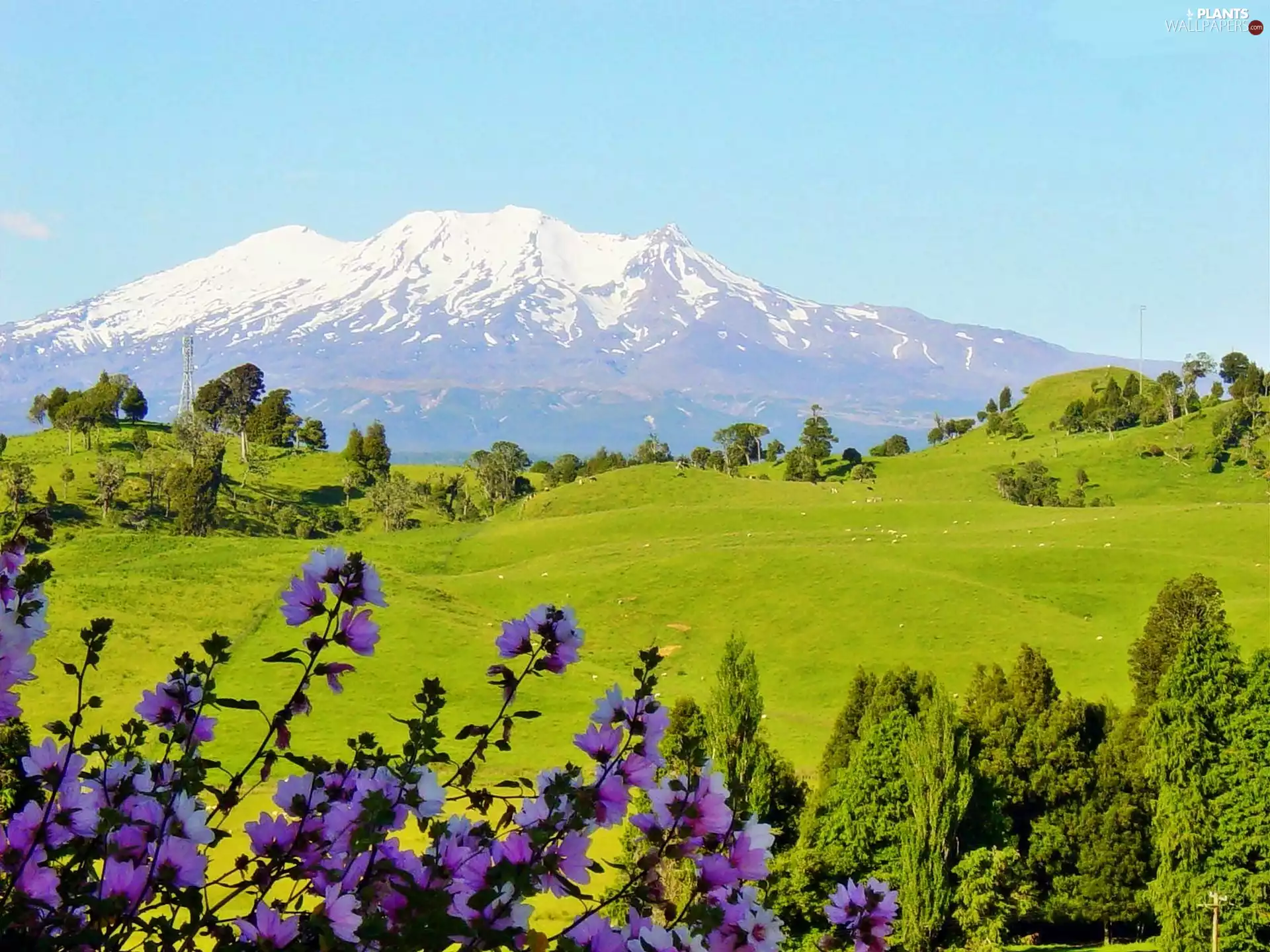 trees, Mountains, Wildflowers, Flowers, viewes, medows