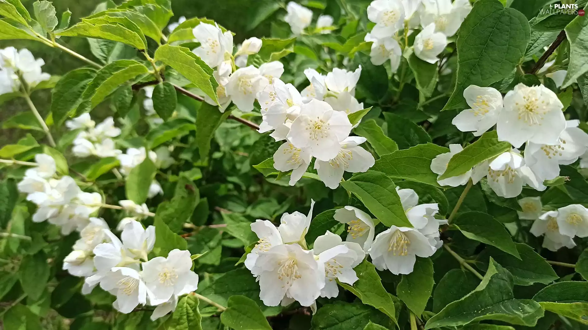 Mock Orange, White, Flowers