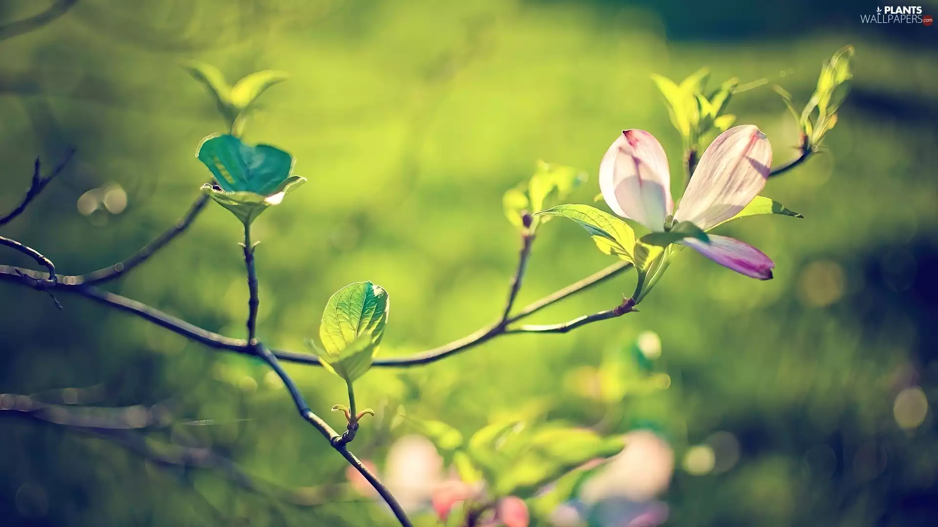 Mongolia, twig, Colourfull Flowers