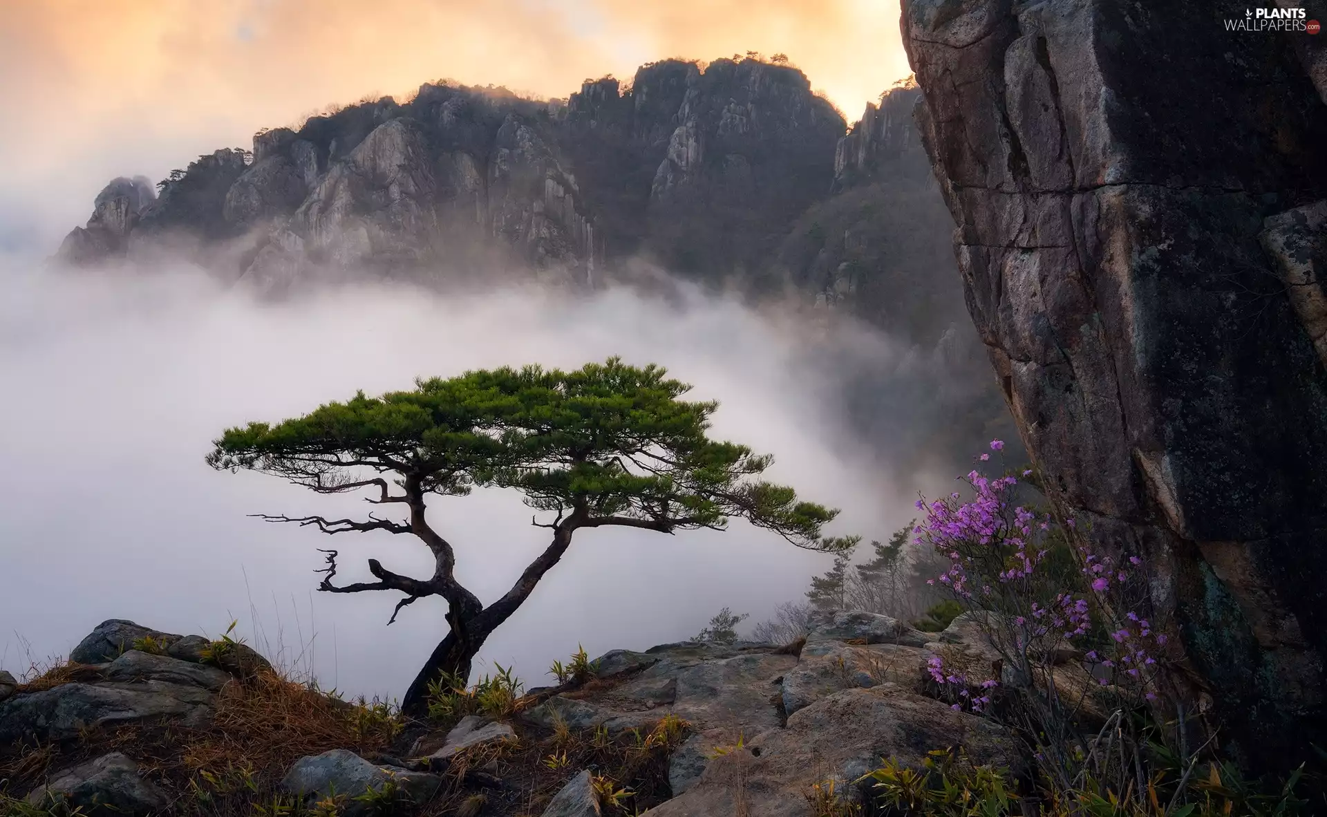 trees, rocks, Fog, Flowers, pine, Mountains