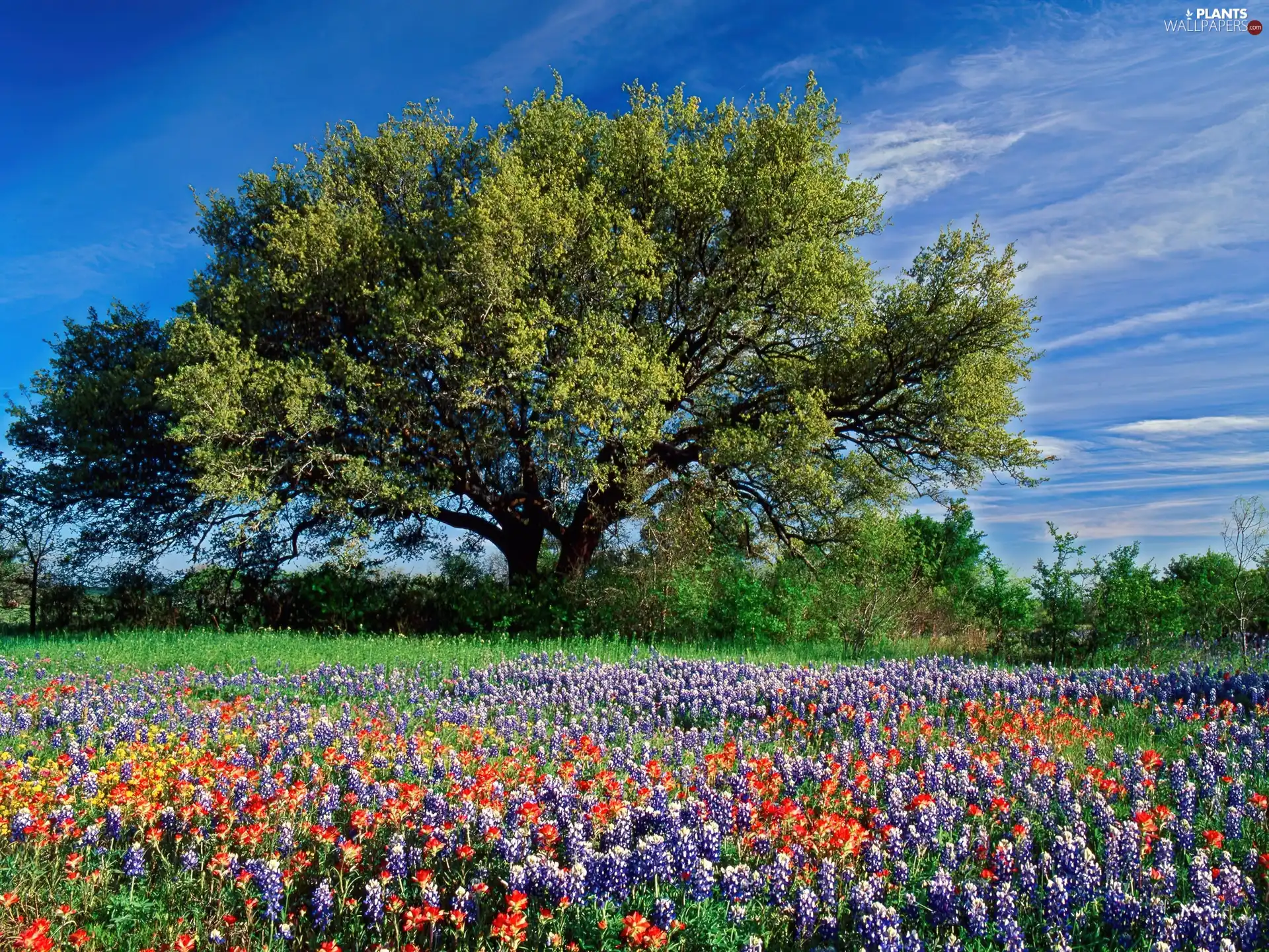 oak, Spring, Flowers, Teksas