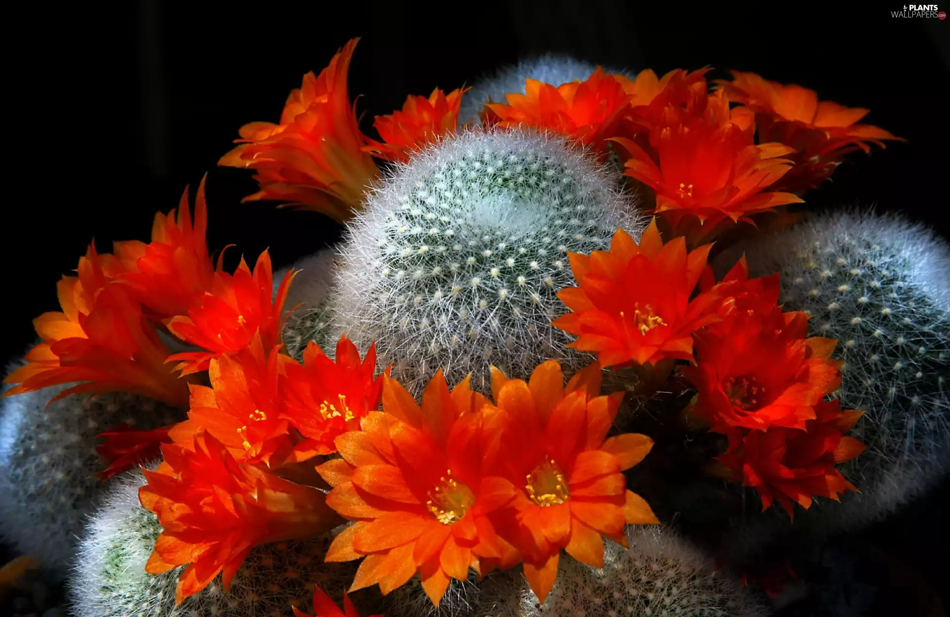 Flowers, Cactus, Orange