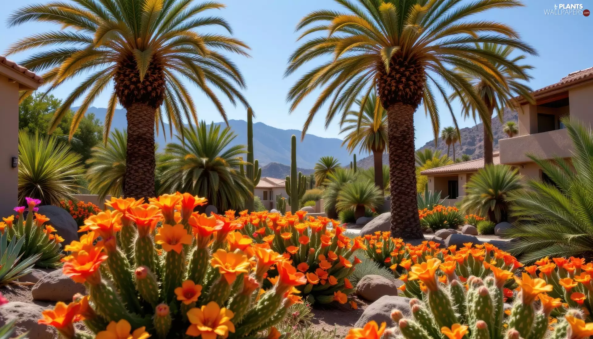 Orange, Palms, Houses, Flowers